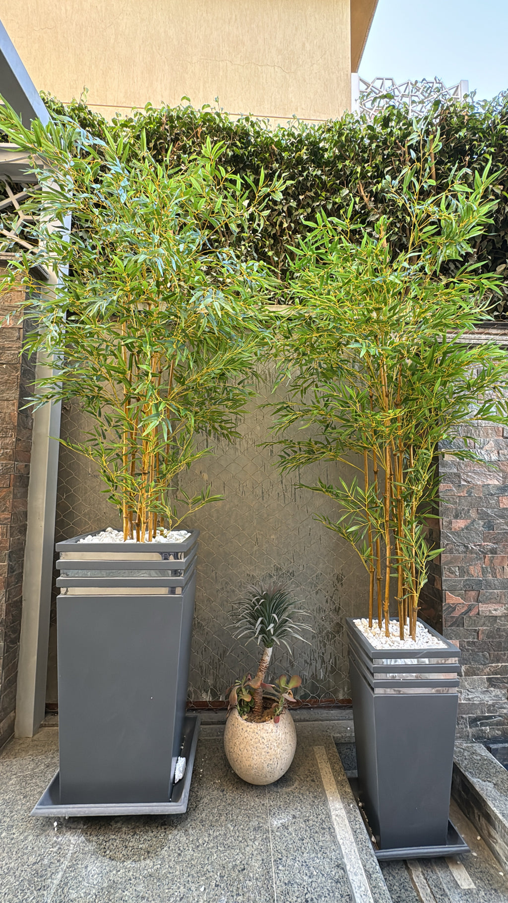Lush Bamboo | 240 cm | Towering Elegance | Without pot