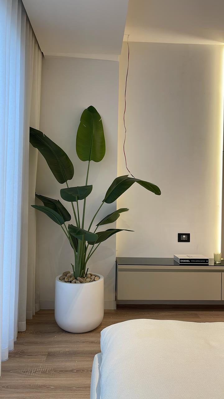 Exquisite Banana Tree | 200 cm | Lush Greenery | Without pot