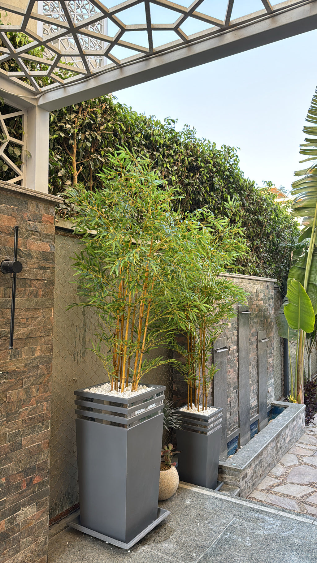 Lush Bamboo | 240 cm | Towering Elegance | Without pot