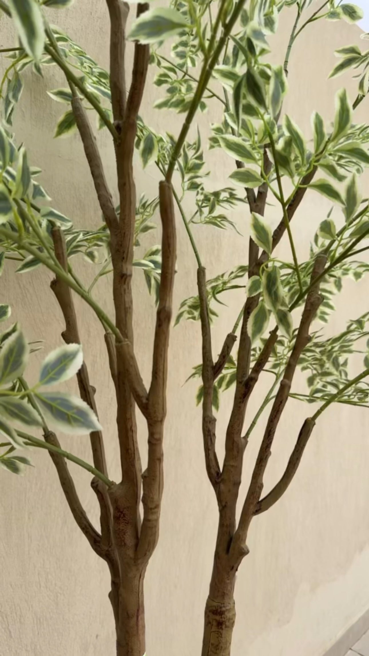 Weeping Tree | 210 cm | Verdant Green | Without pot