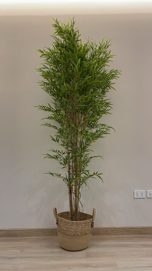Lush Bamboo | 200 cm | Towering Elegance | Without pot