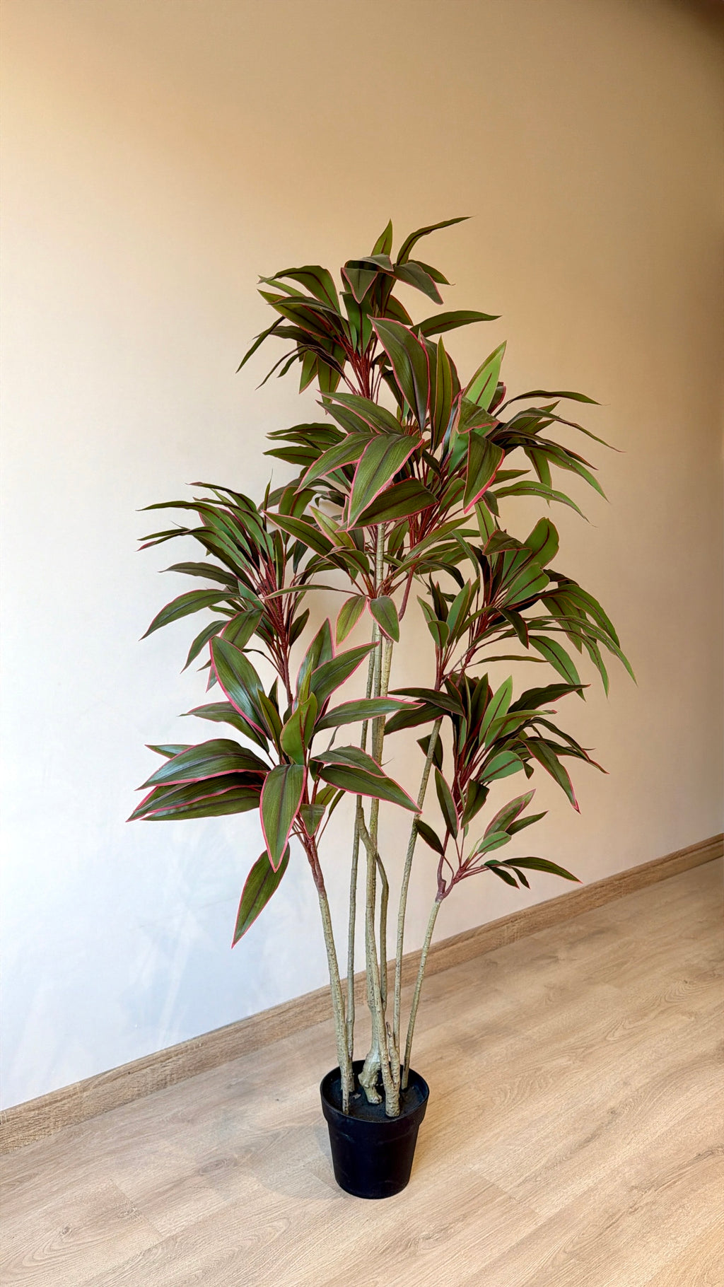 Red Dracaena | 170 cm | Lush Foliage | Without pot