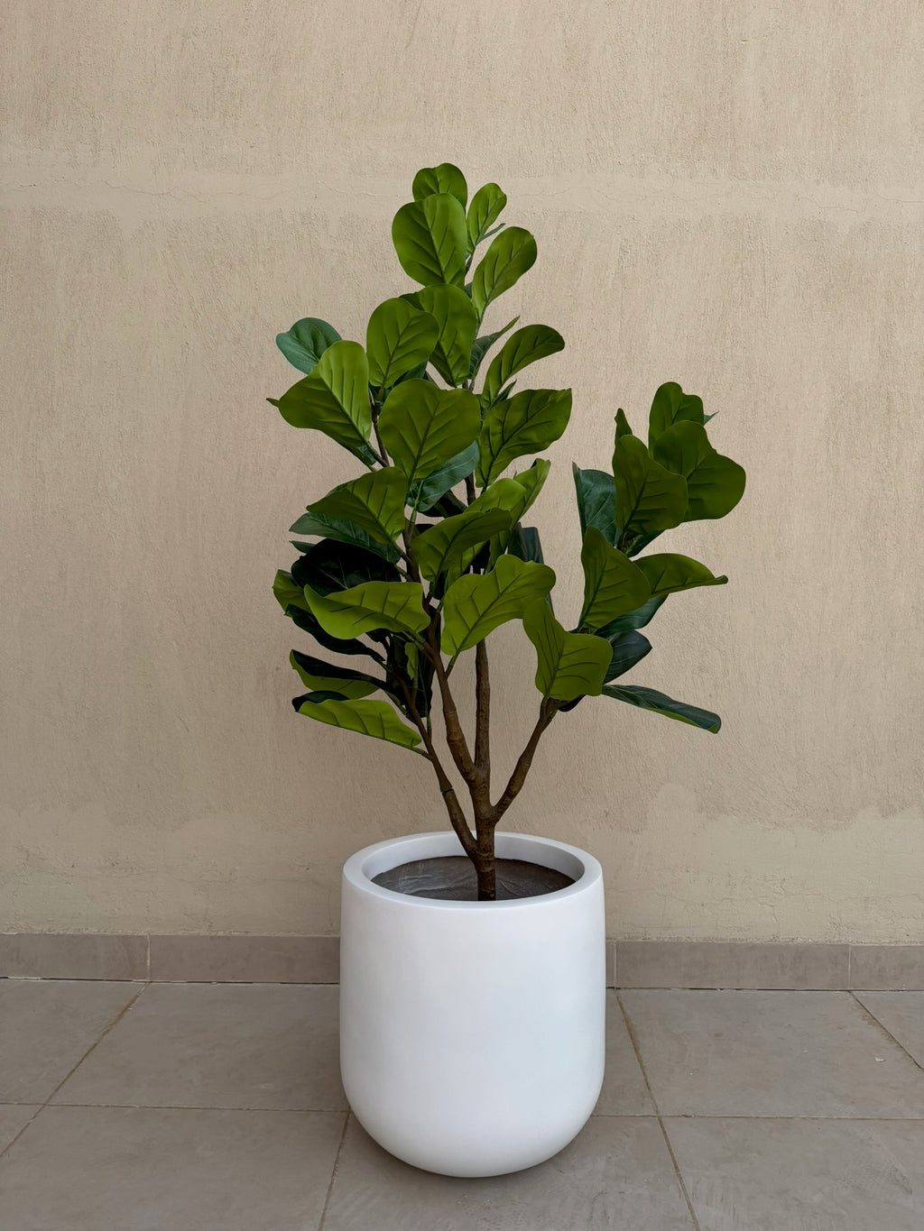Fiddle Fig | 150 cm | Lush Foliage | Without pot