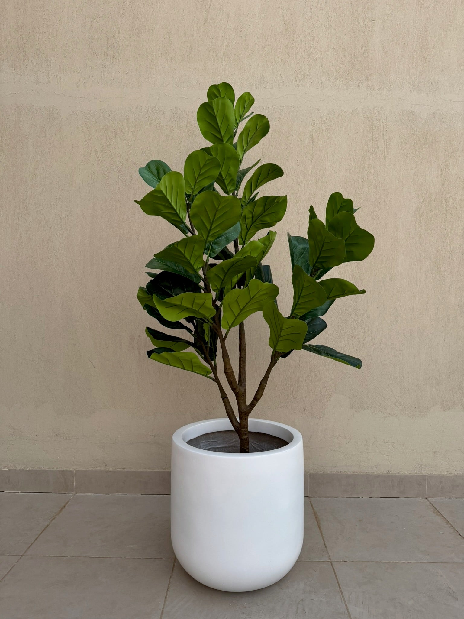 Fiddle Fig | 150 cm | Lush Foliage | Without pot