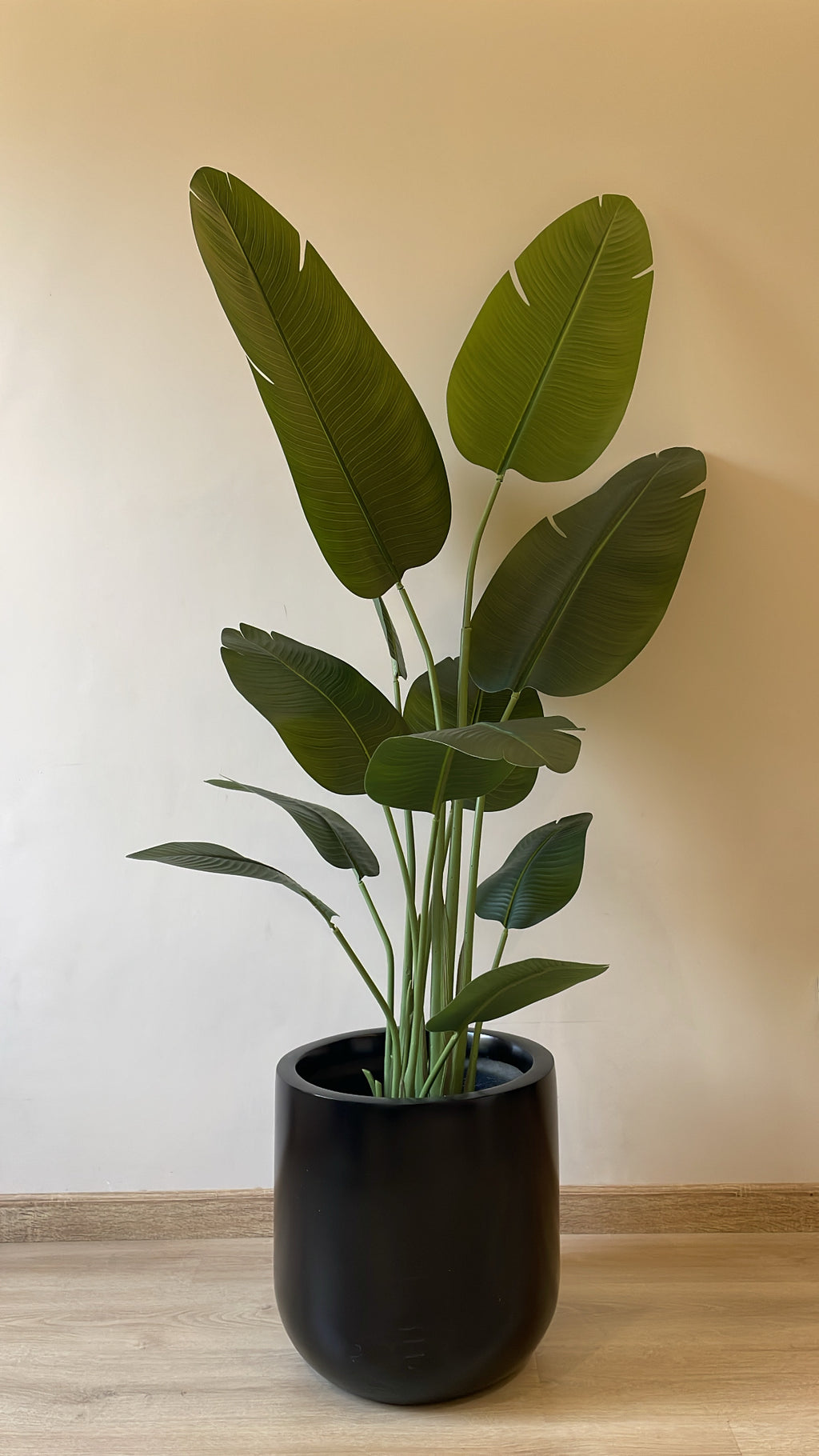 Exquisite Banana Tree | 200 cm | Lush Greenery | Without pot