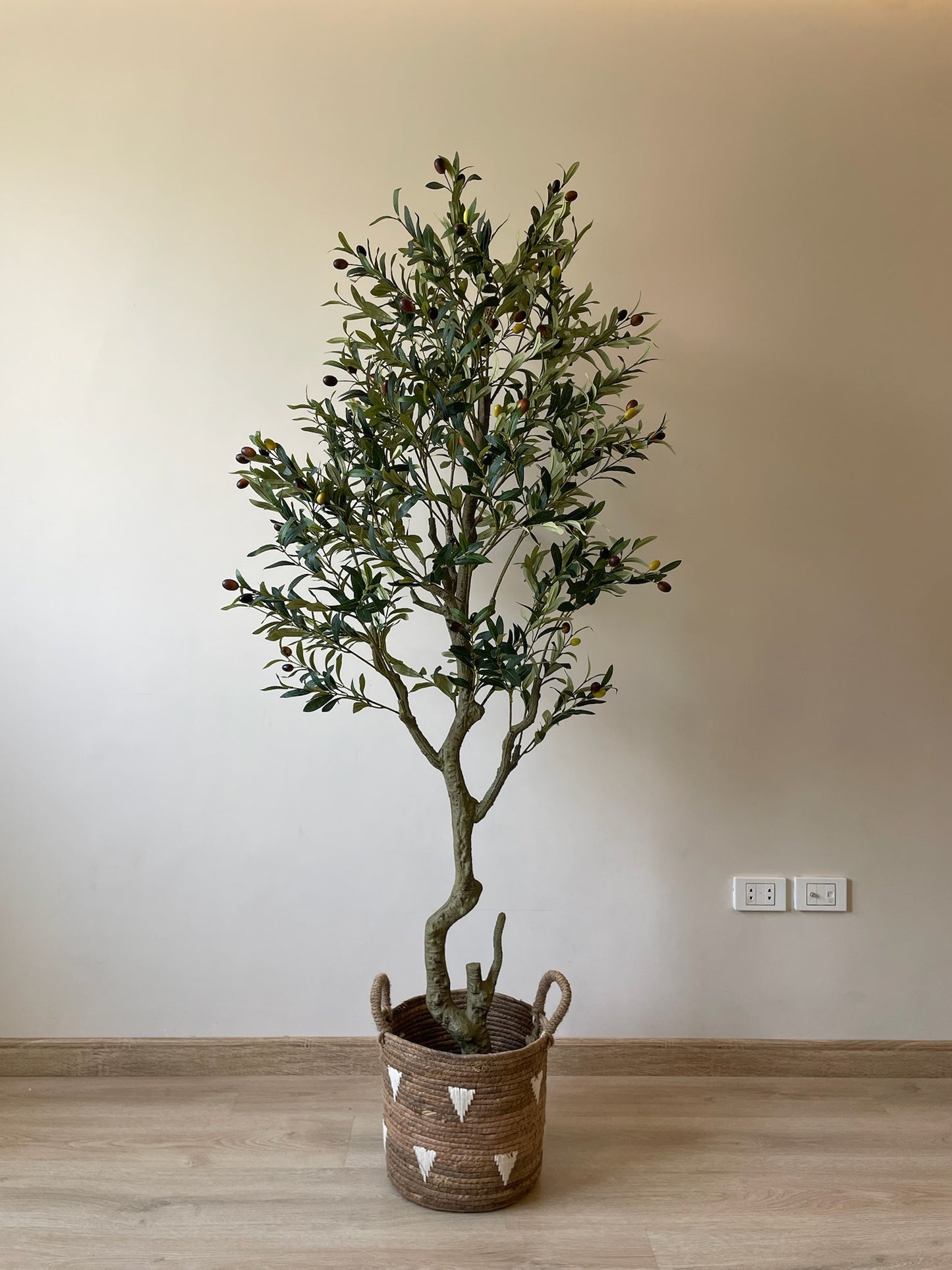 Premium Olive Tree | 200 cm | Thicker and Luxuriant | Without pot