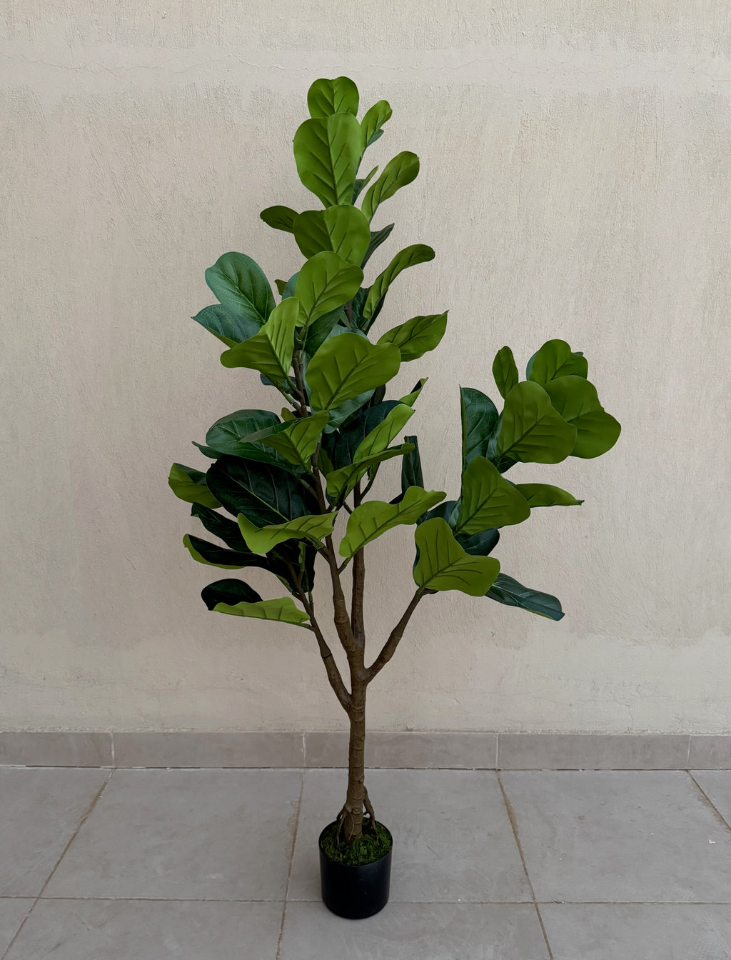 Fiddle Fig | 150 cm | Lush Foliage | Without pot
