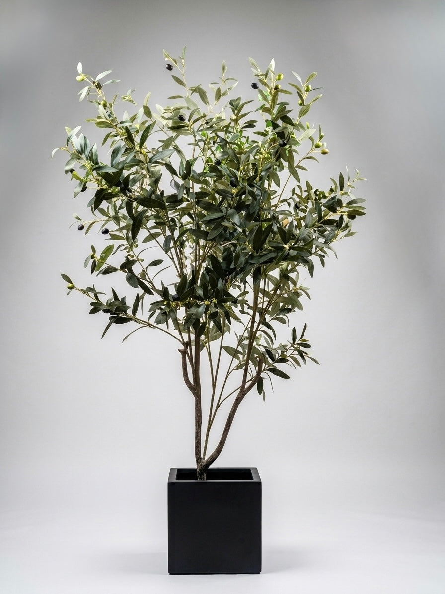 Olive Tree | 160 cm | Without pot