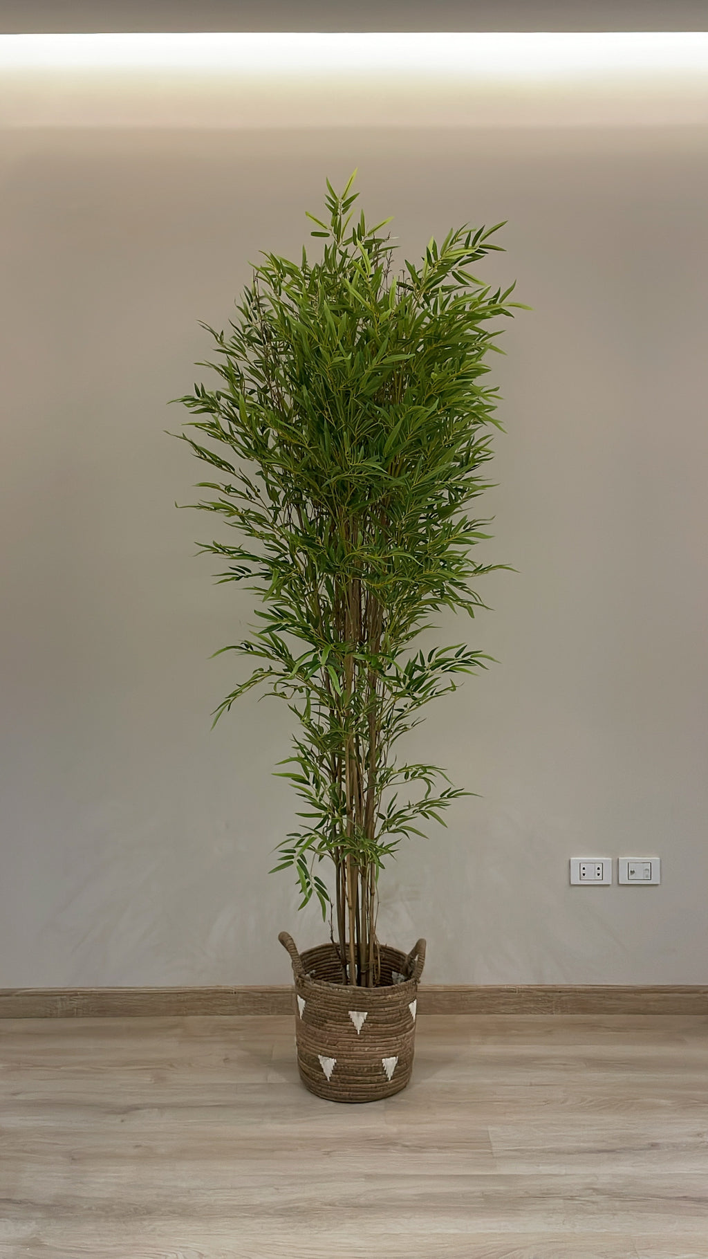 Lush Bamboo | 200 cm | Towering Elegance | Without pot