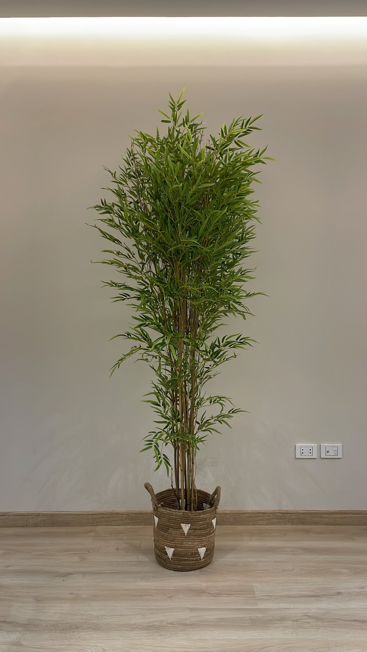 Lush Bamboo | 200 cm | Towering Elegance | Without pot