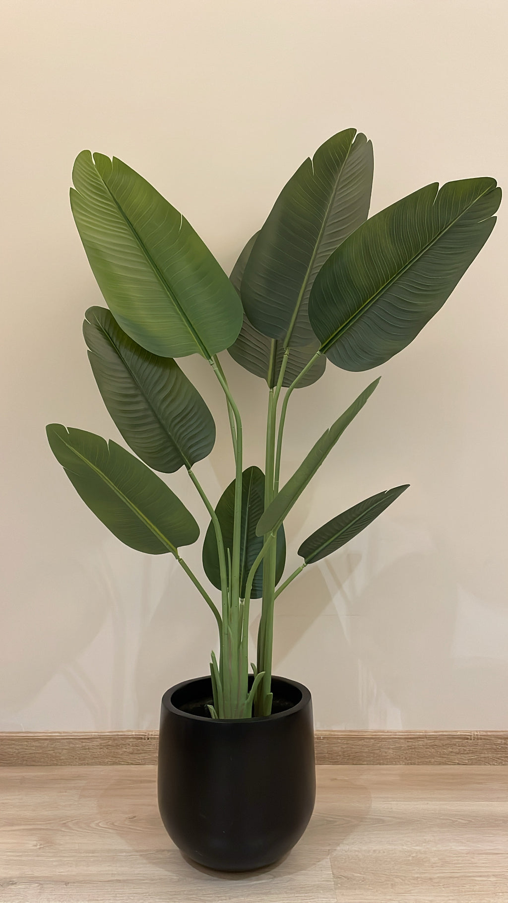 Exquisite Banana Tree | 170 cm | Lush Greenery | Without pot