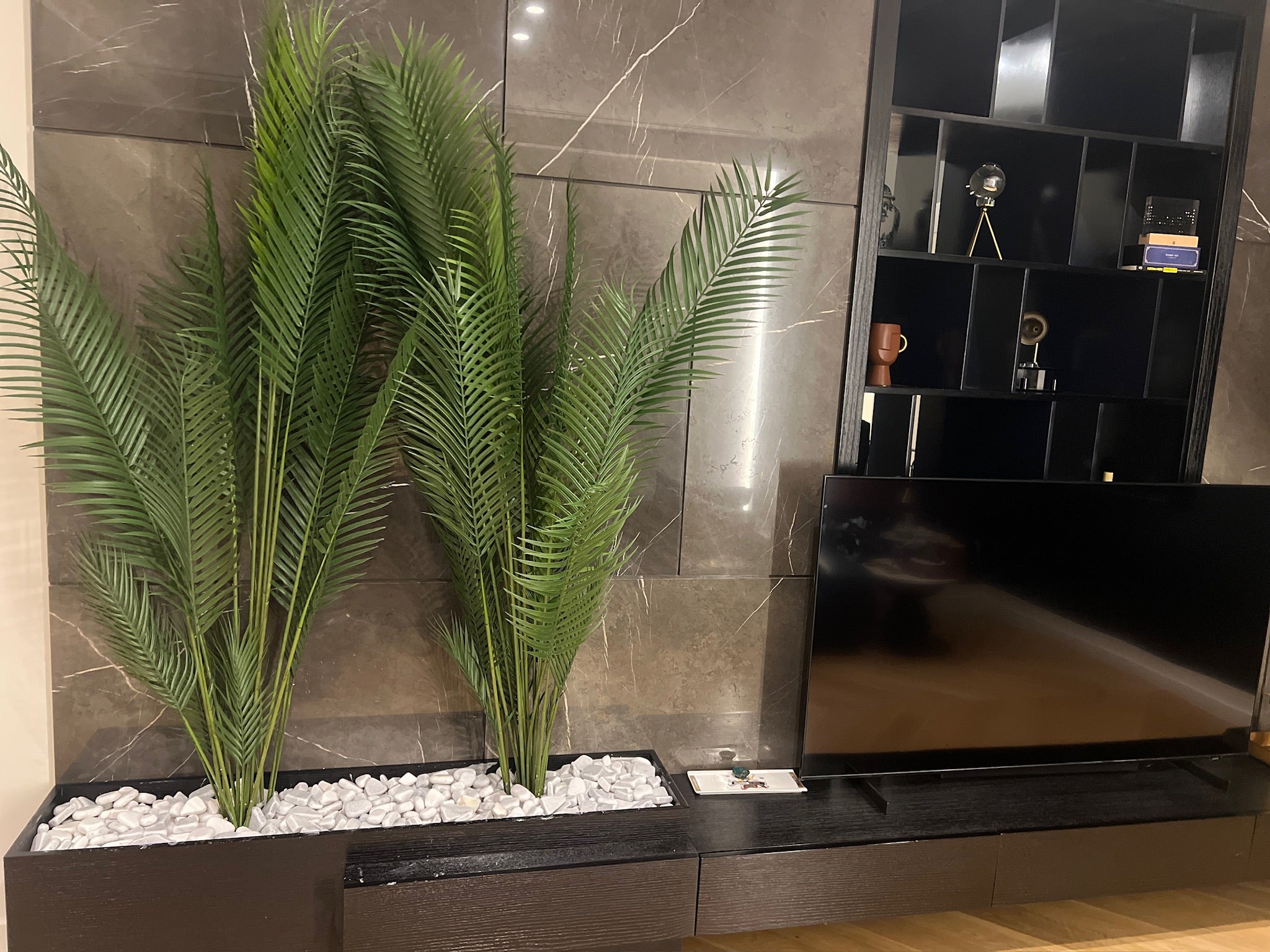 Charming Chamdoria | 180 cm | Without pot