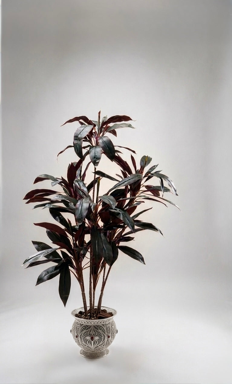 Redbag tree | 200 cm | Luxuriant | Without pot