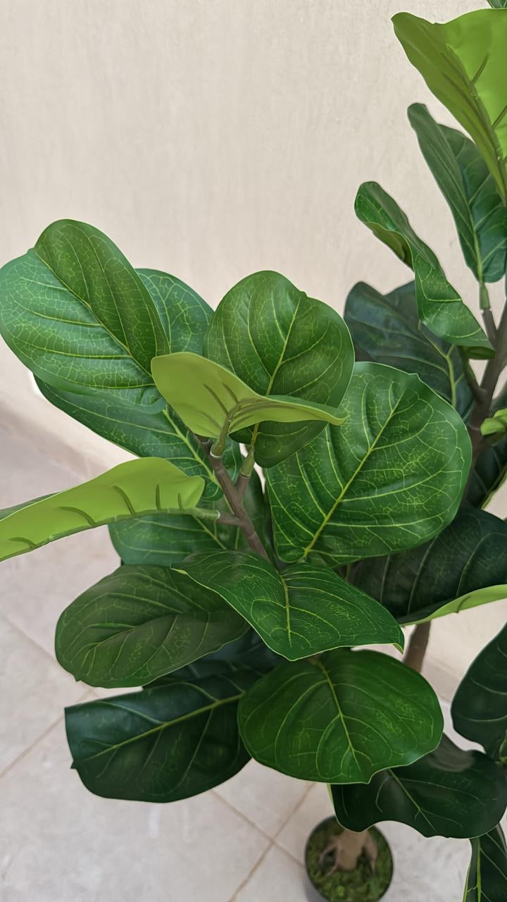 Fiddle Fig | 150 cm | Lush Foliage | Without pot