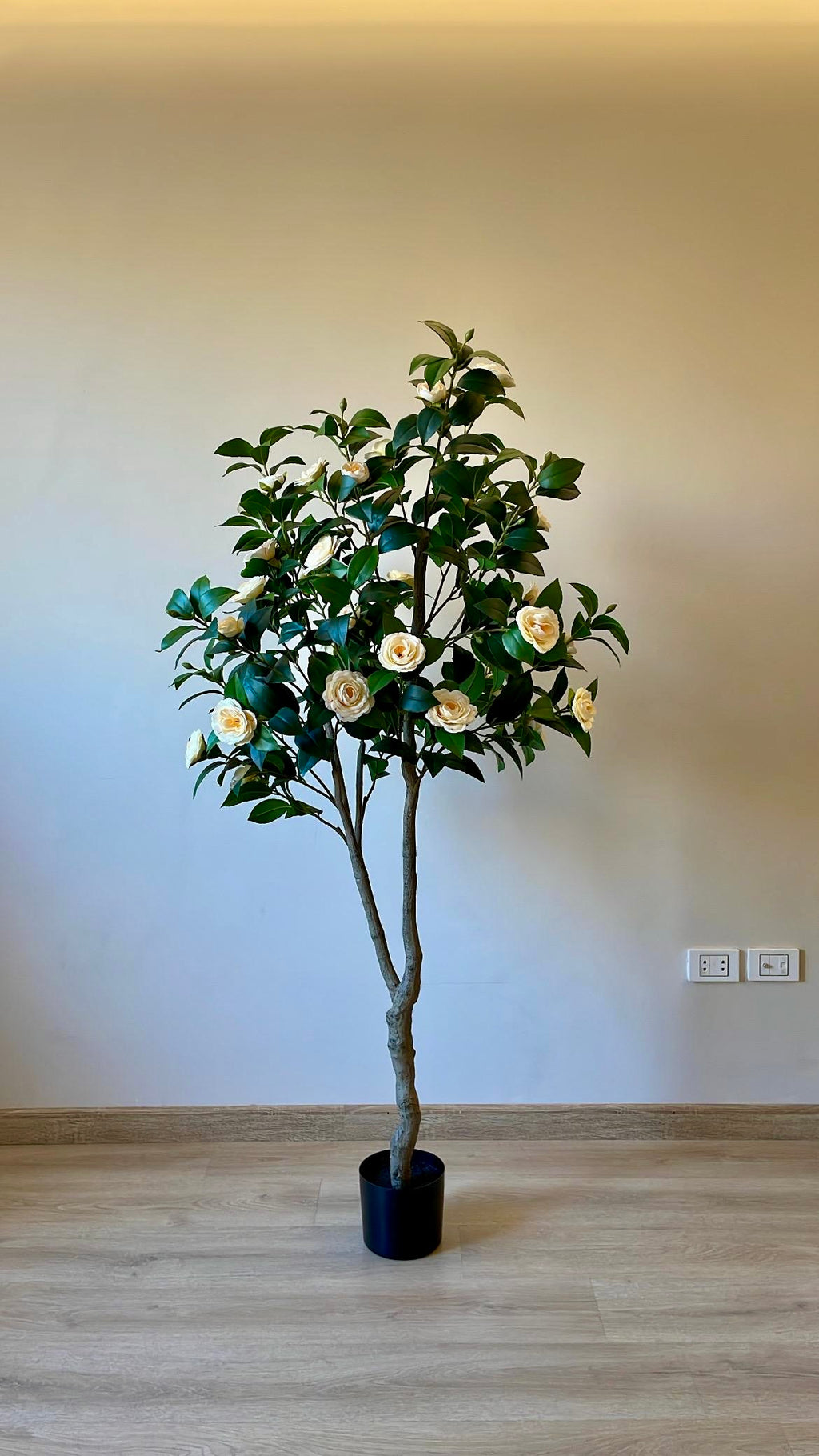 Camellia | 180 CM | Without pot