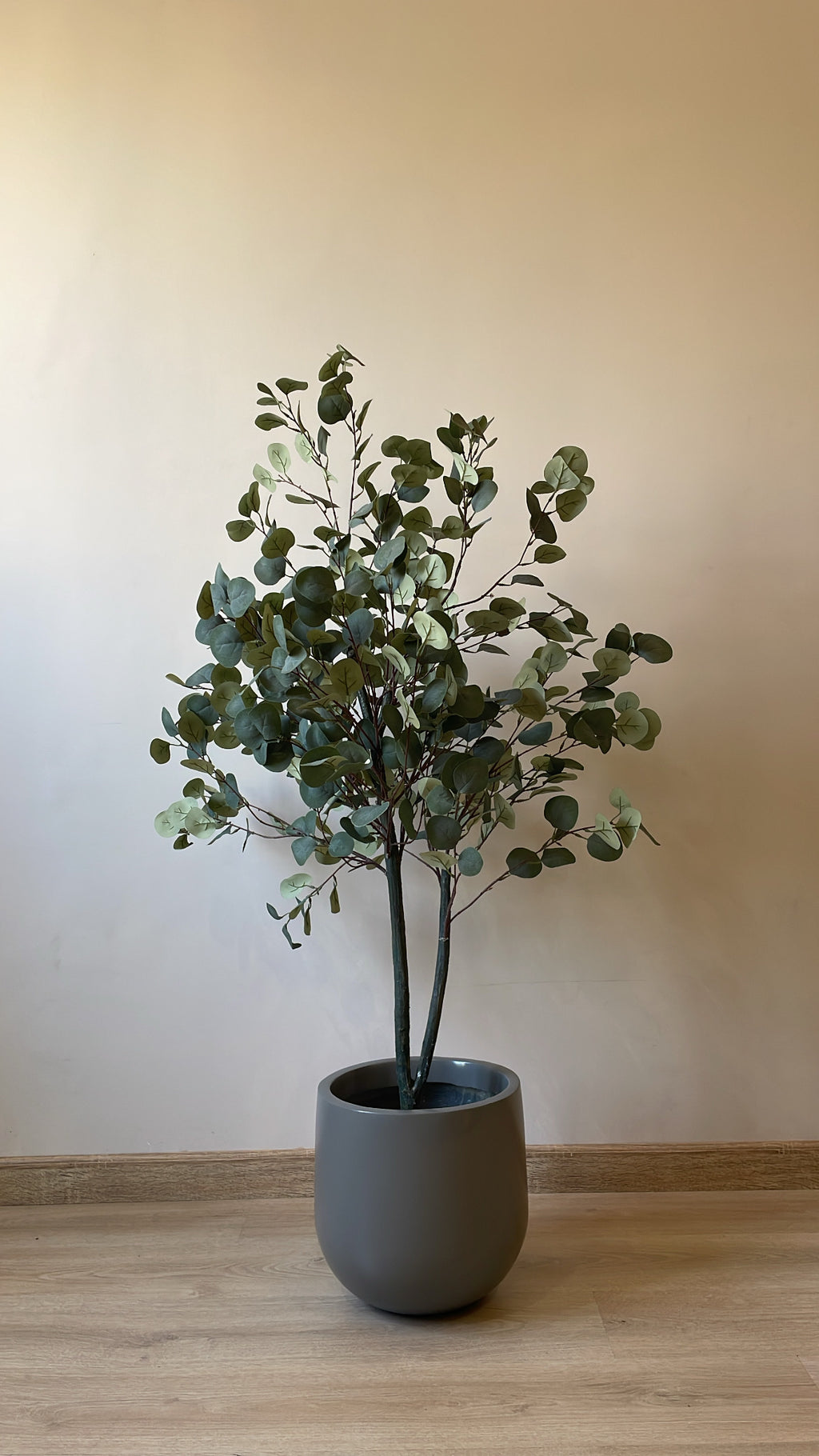 Eucalyptus | 150 cm | Refreshing Green | Without pot