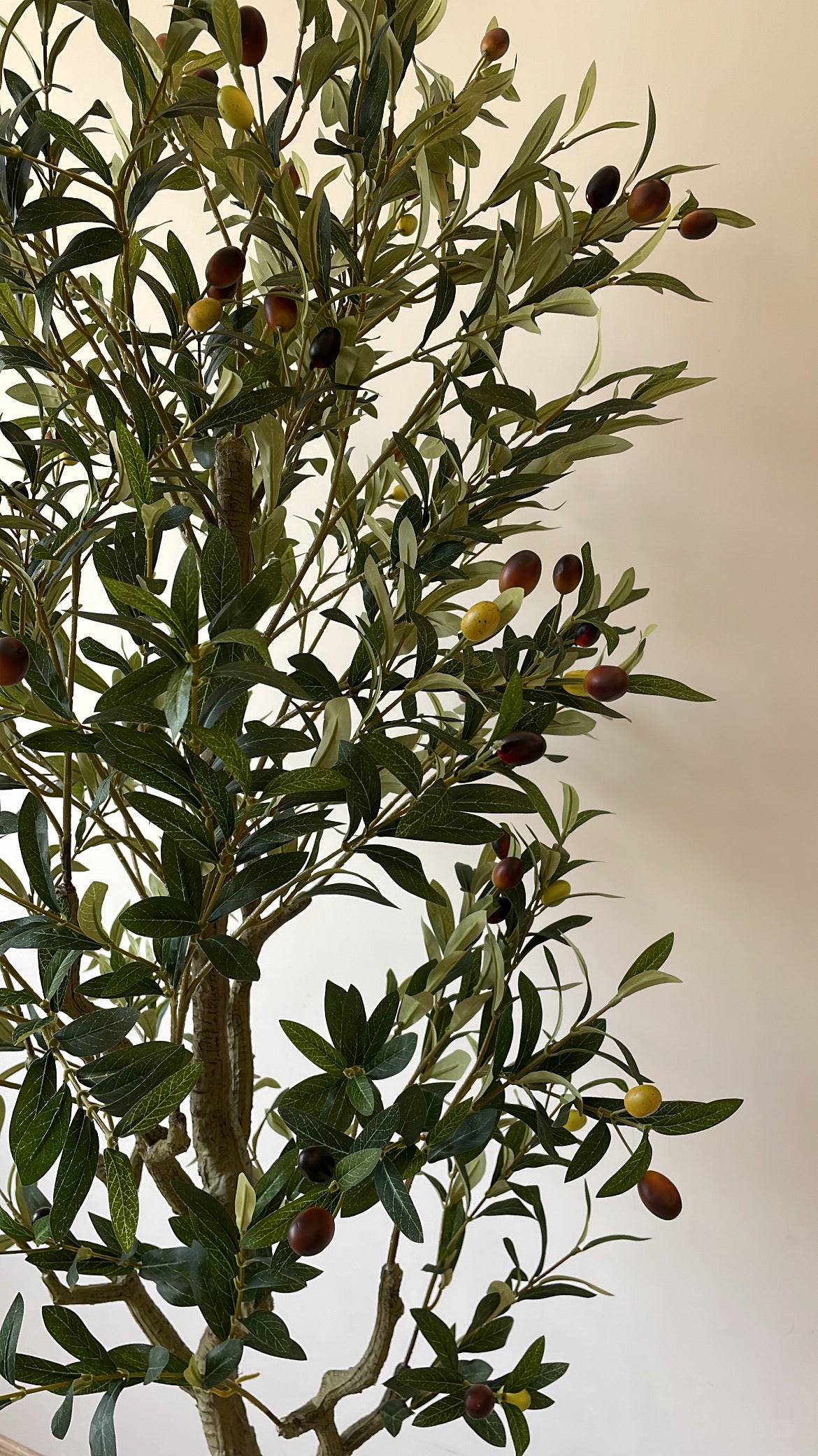 Premium Olive Tree | 200 cm | Thicker and Luxuriant | Without pot