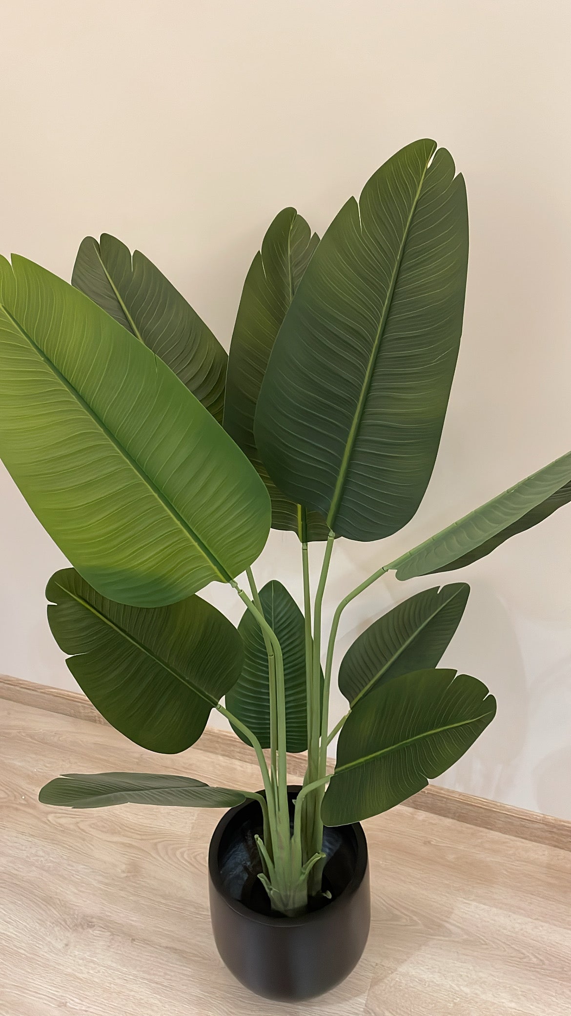 Exquisite Banana Tree | 170 cm | Lush Greenery | Without pot