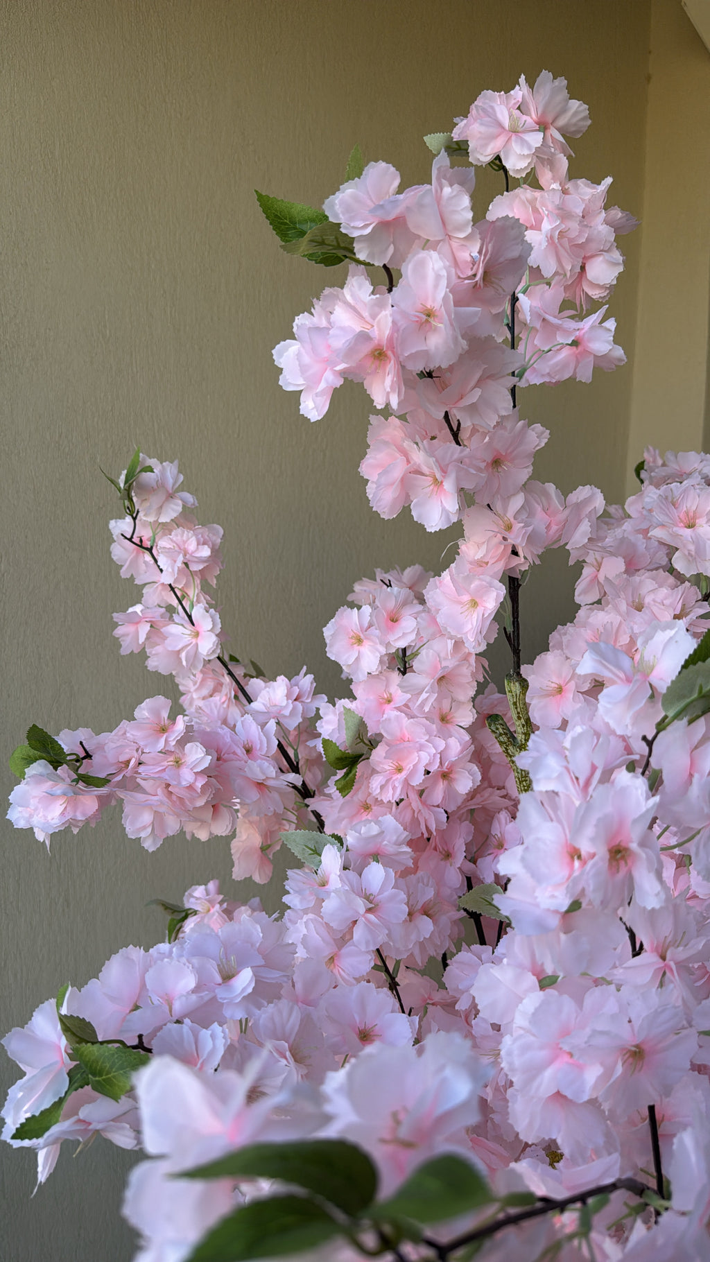 Cherry Blossom | 180 CM | Without pot