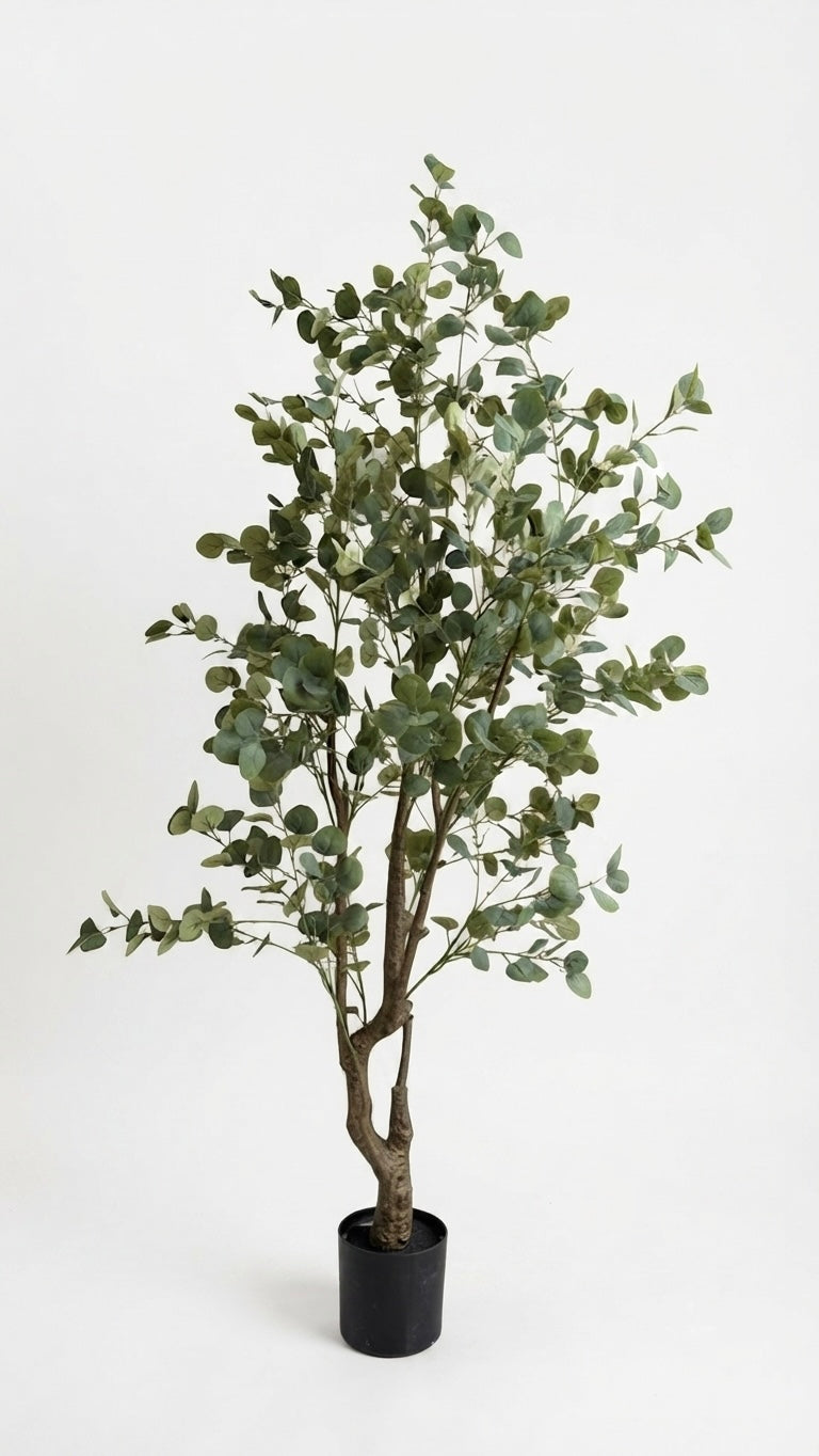 EUCALYPTUS TREE | WITHOUT POT