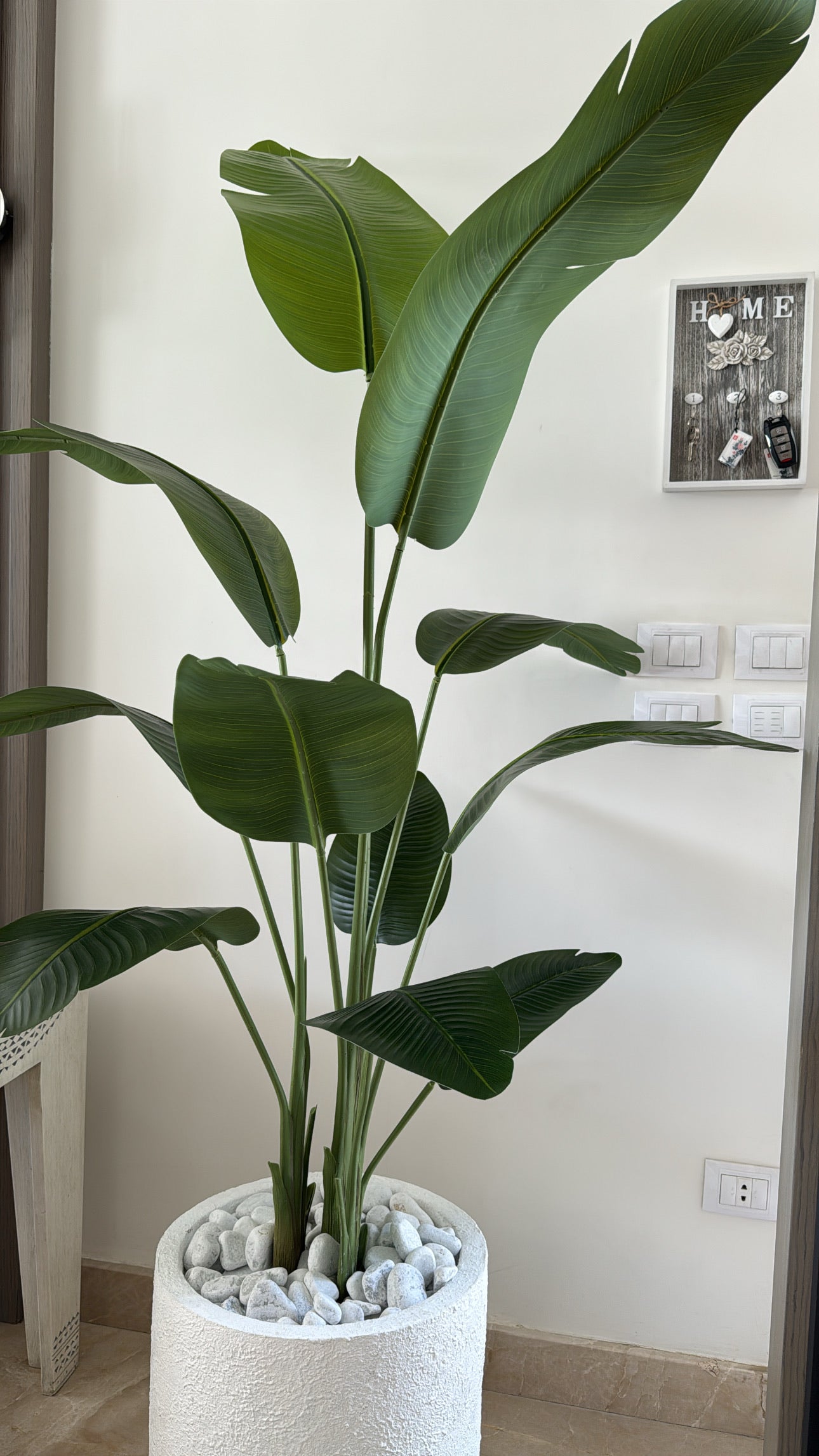 Exquisite Banana Tree | 200 cm | Lush Greenery | Without pot