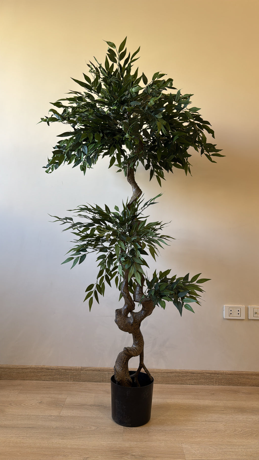 Ficus Bonsai