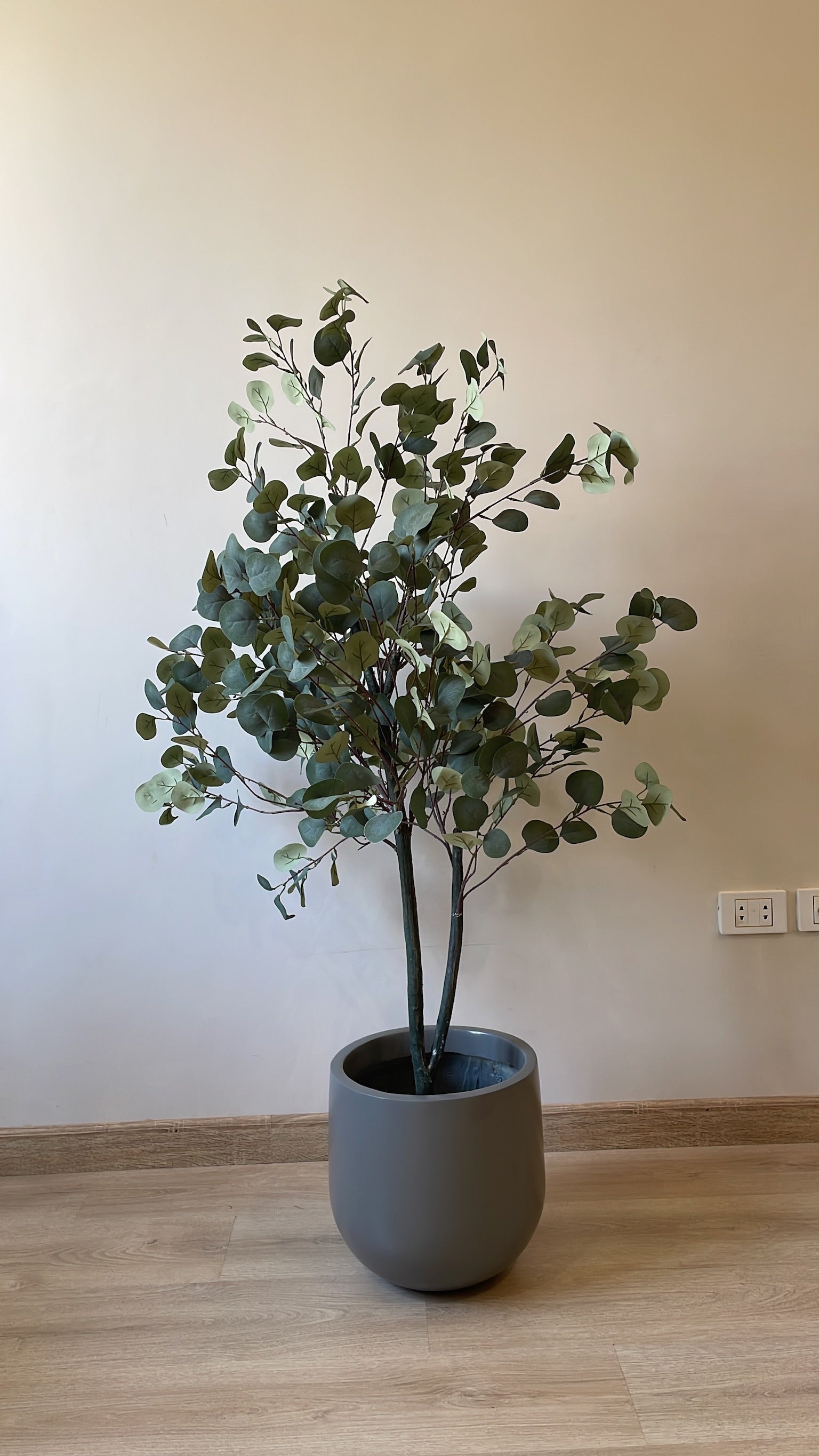 Eucalyptus | 150 cm | Refreshing Green | Without pot