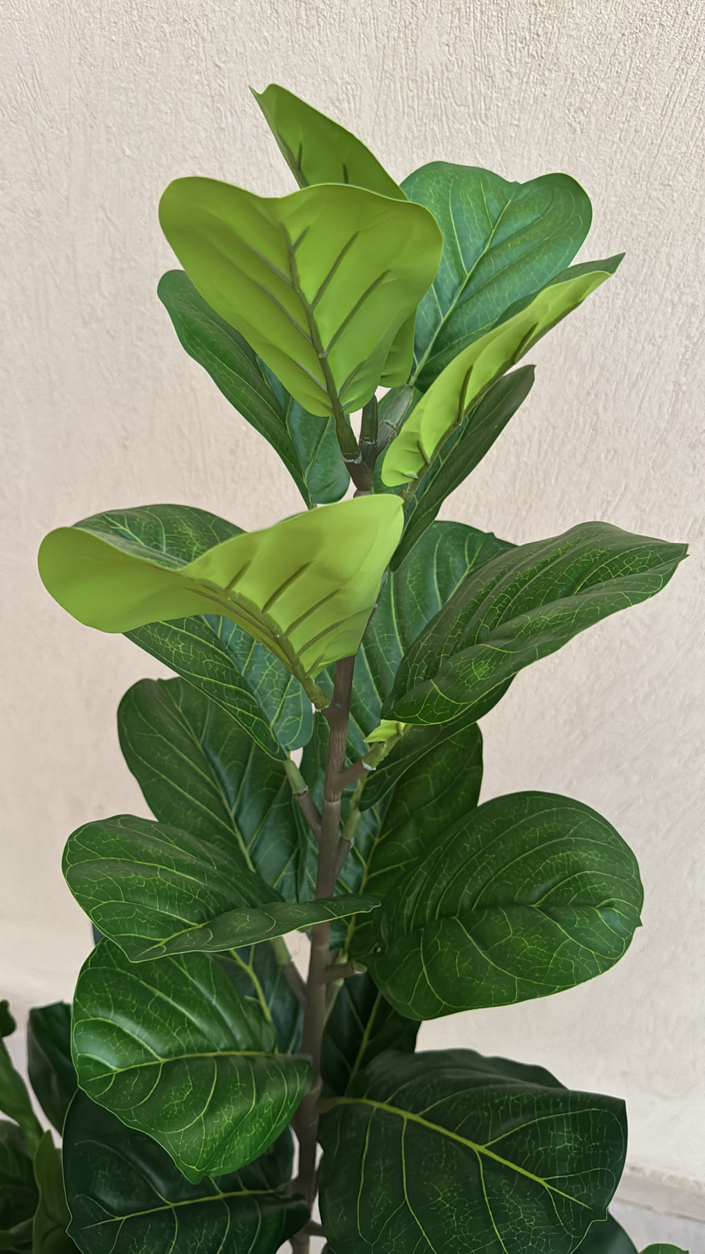 Fiddle Fig | 150 cm | Lush Foliage | Without pot