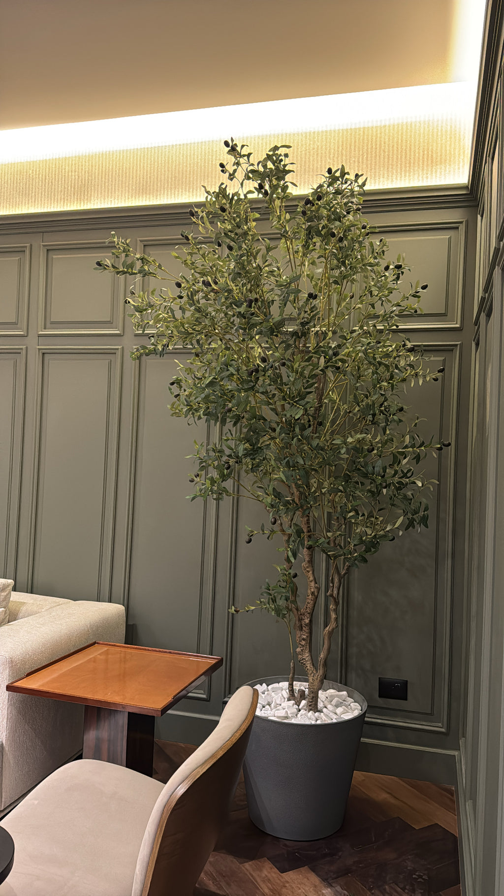 Majestic Olive Tree | 250 cm | Grandeur Unmatched | Without pot