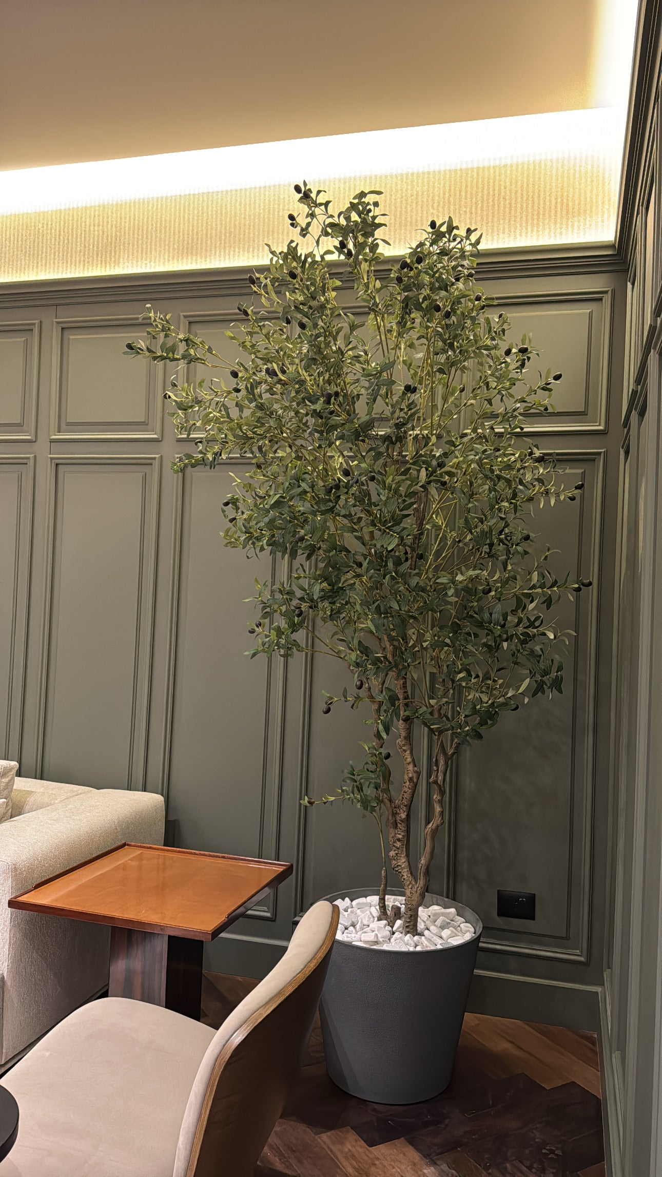 Majestic Olive Tree | 250 cm | Grandeur Unmatched | Without pot