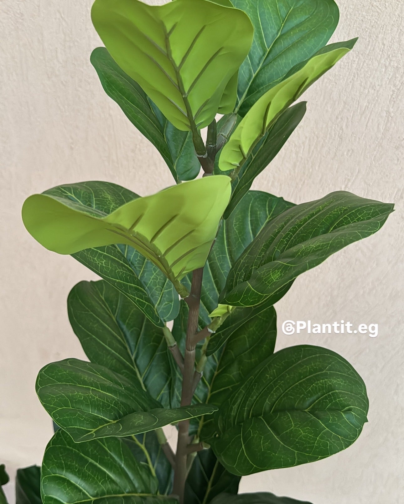 Fiddle Fig | 150 cm | Lush Foliage | Without pot