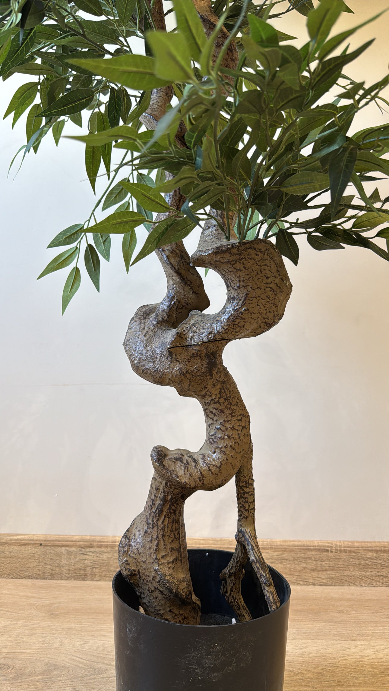 Ficus Bonsai