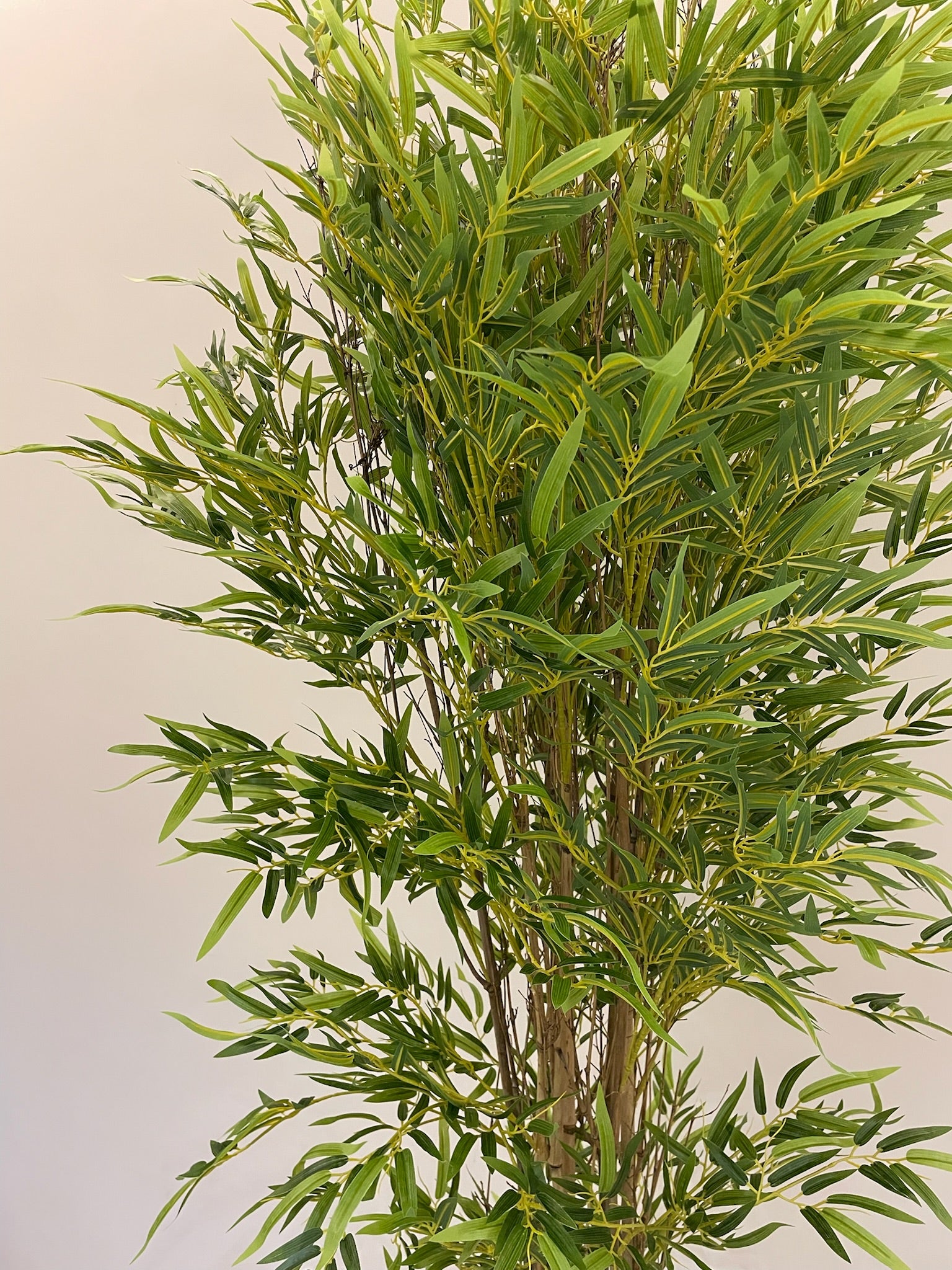 Lush Bamboo | 200 cm | Towering Elegance | Without pot