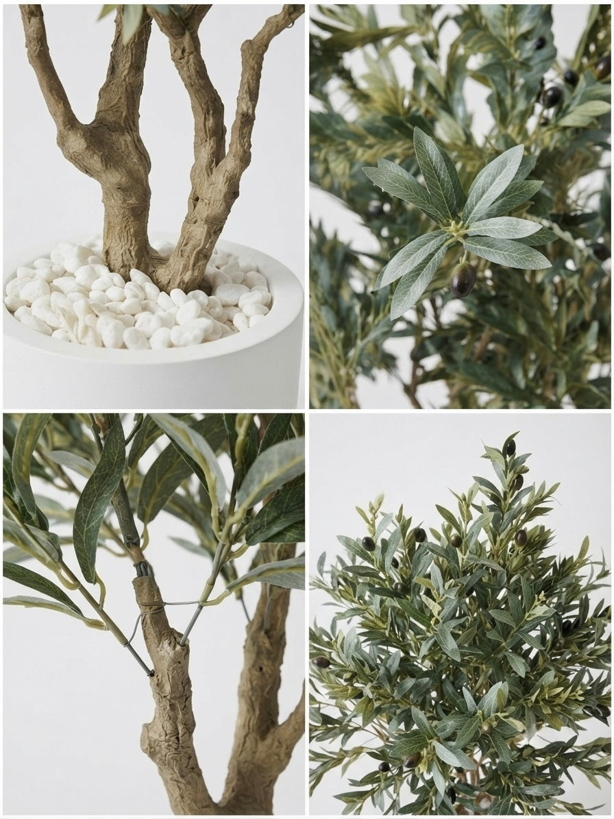 OLIVE TREE | WITHOUT POT