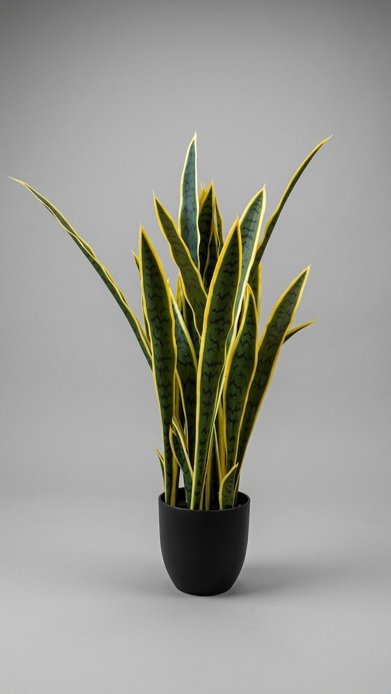 SNAKE CACTUS | 90 CM | WITH POT