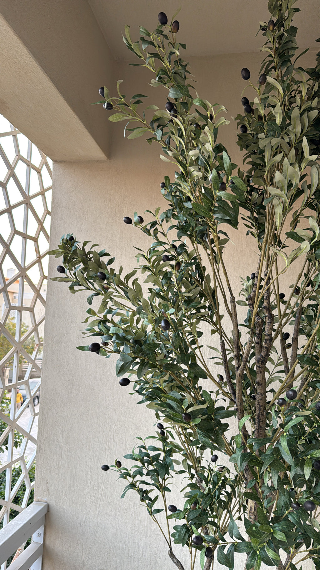 Majestic Olive Tree | 250 cm | Grandeur Unmatched | Without pot