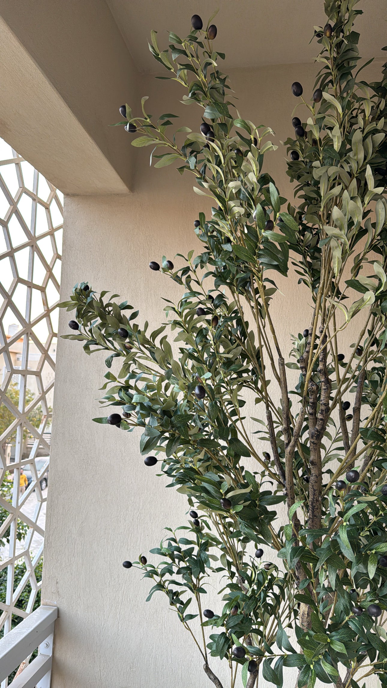 Majestic Olive Tree | 250 cm | Grandeur Unmatched | Without pot