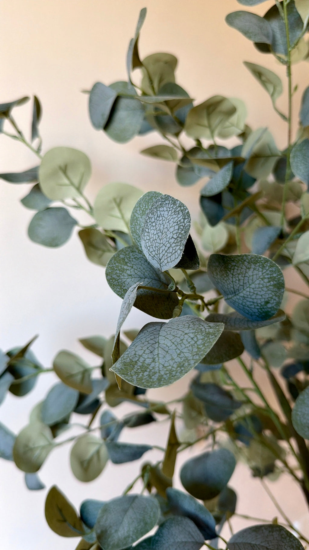 Eucalyptus | 210 cm | Refreshing Green | Without pot
