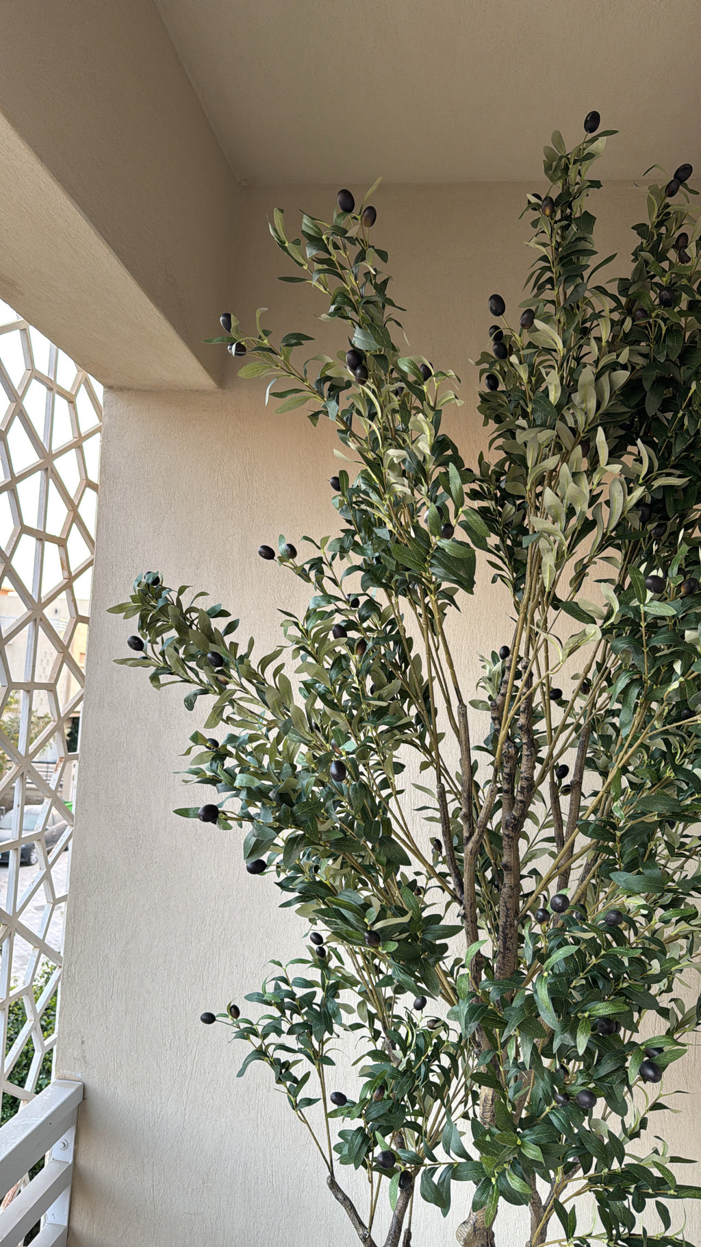 Majestic Olive Tree | 250 cm | Grandeur Unmatched | Without pot