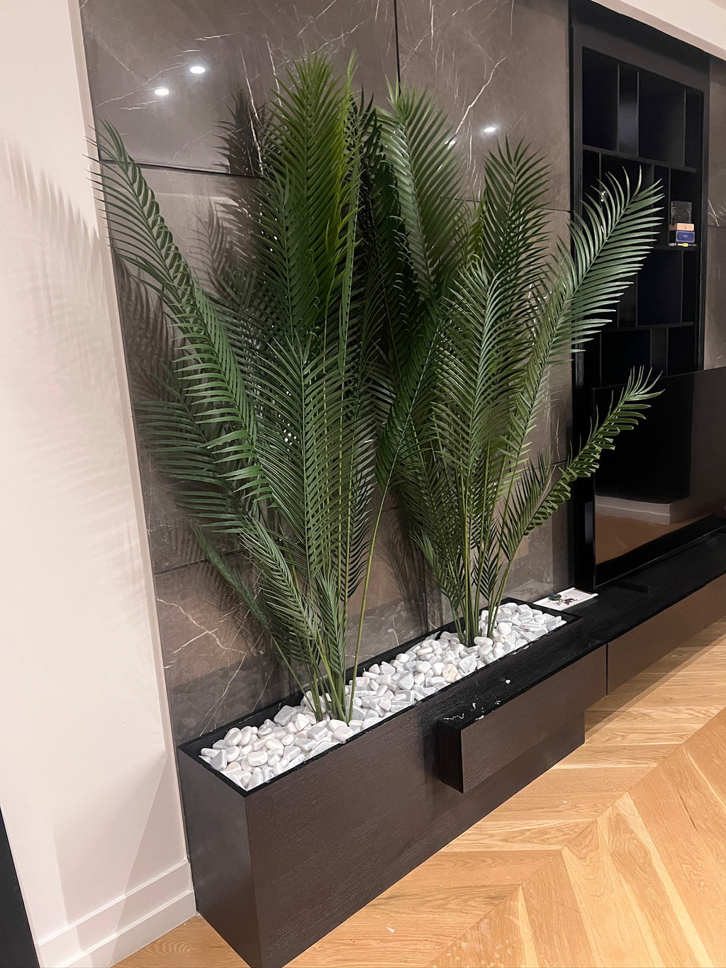 Charming Chamdoria | 180 cm | Without pot