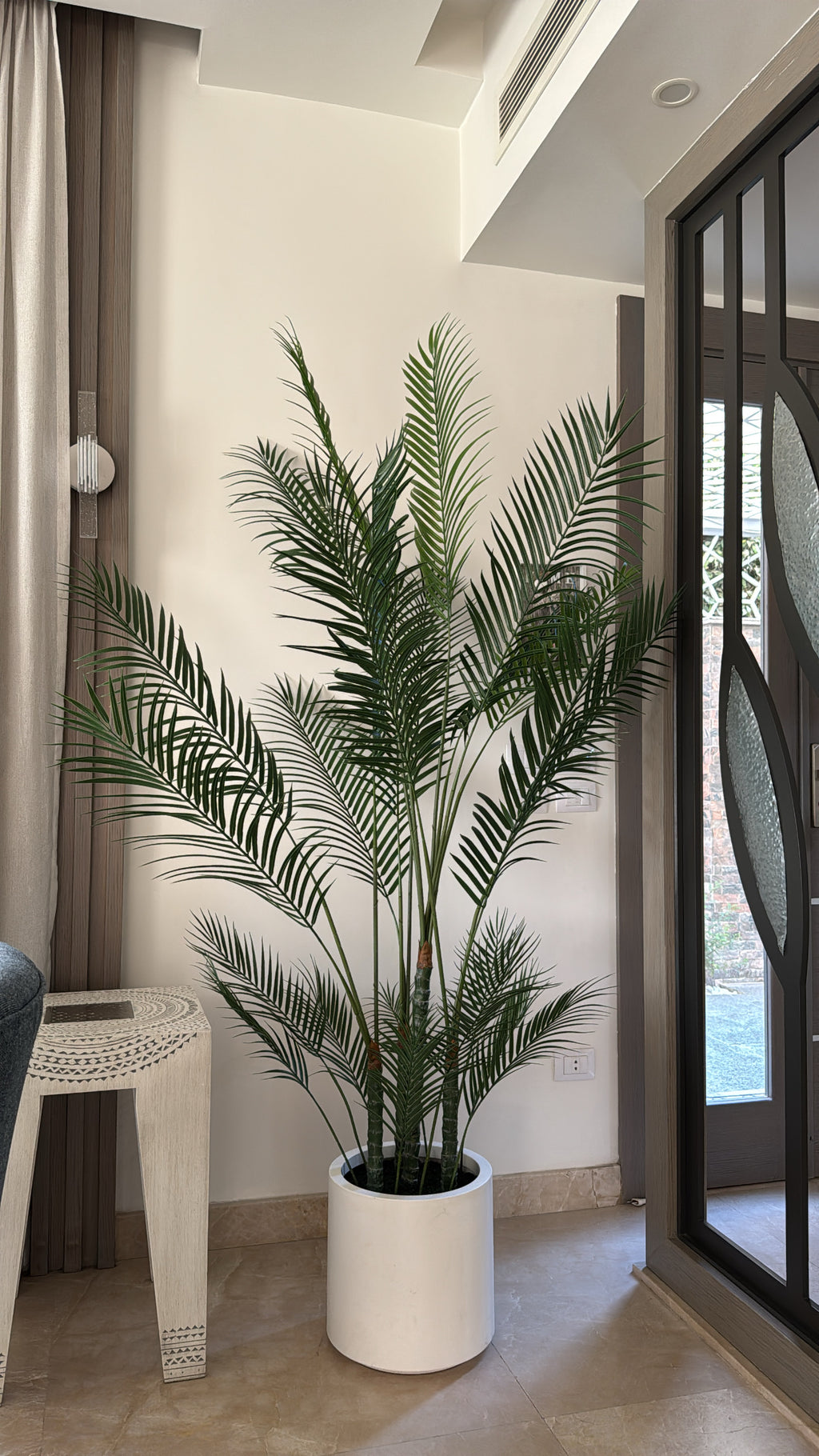 Charming Chamdoria | 200 cm | Includes Custom Pot