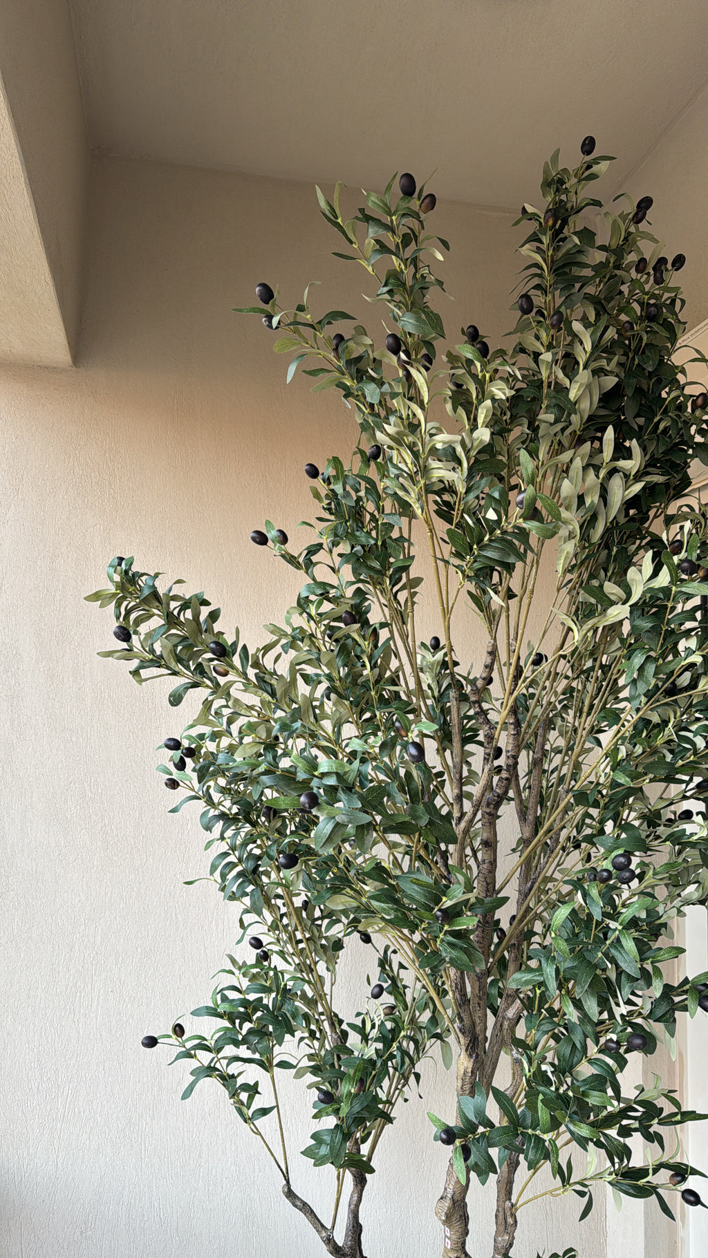 Majestic Olive Tree | 250 cm | Grandeur Unmatched | Without pot