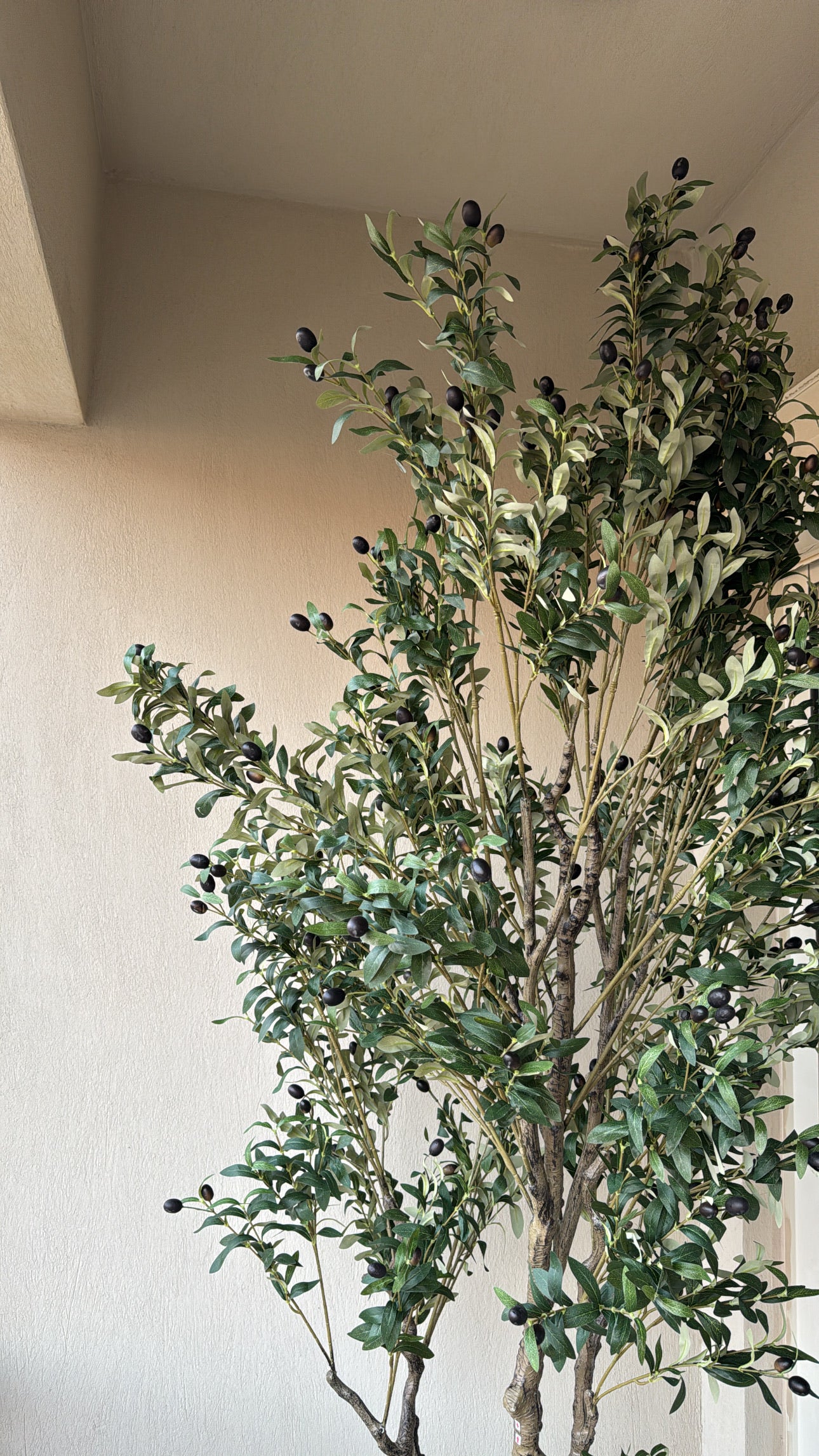 Majestic Olive Tree | 250 cm | Grandeur Unmatched | Without pot