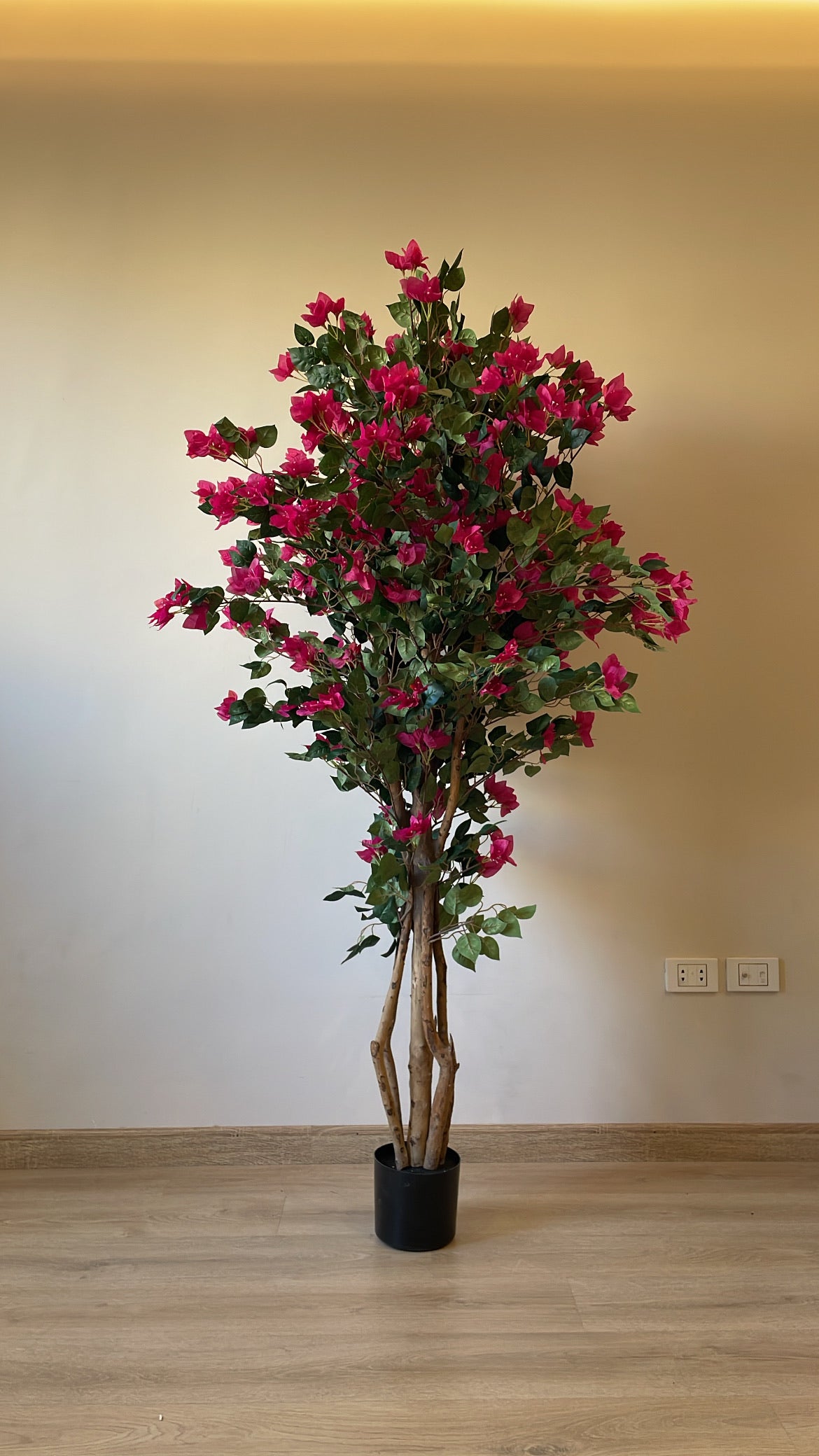 Bougainvillea | 2 M | Without pot