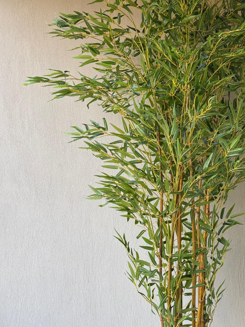 Lush Bamboo | 240 cm | Towering Elegance | Without pot