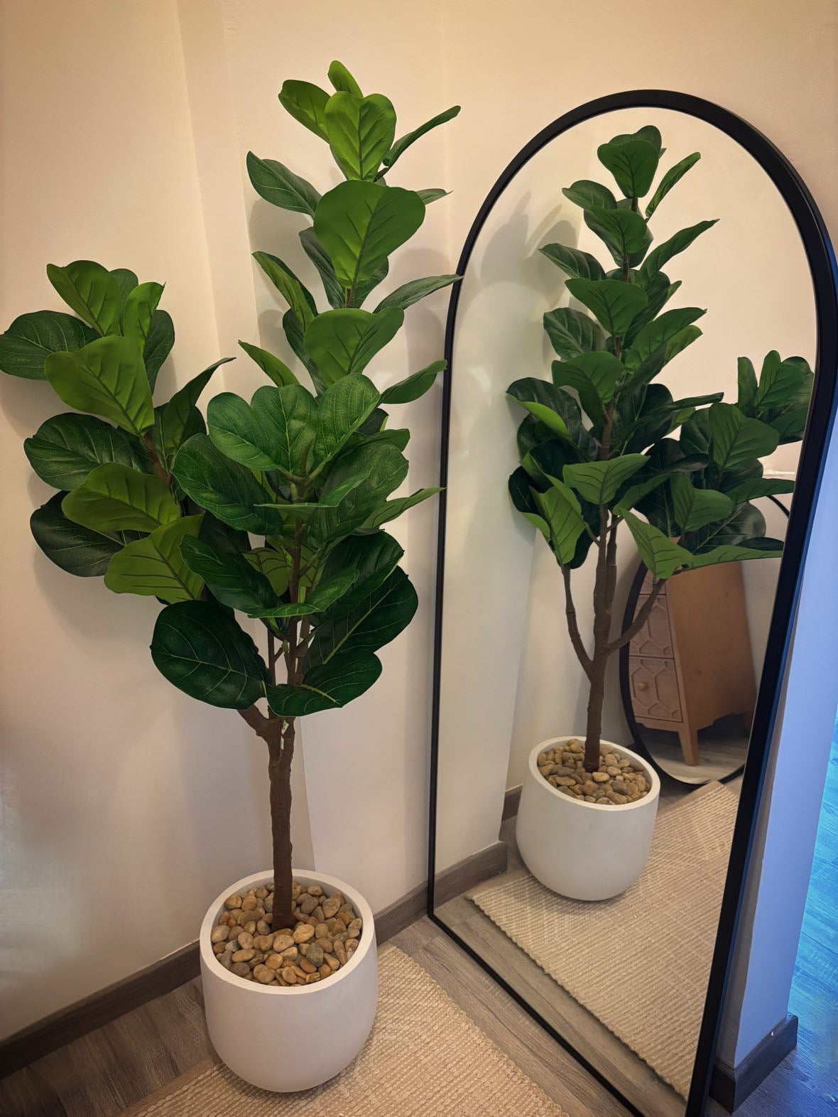 Fiddle Fig | 150 cm | Lush Foliage | Without pot