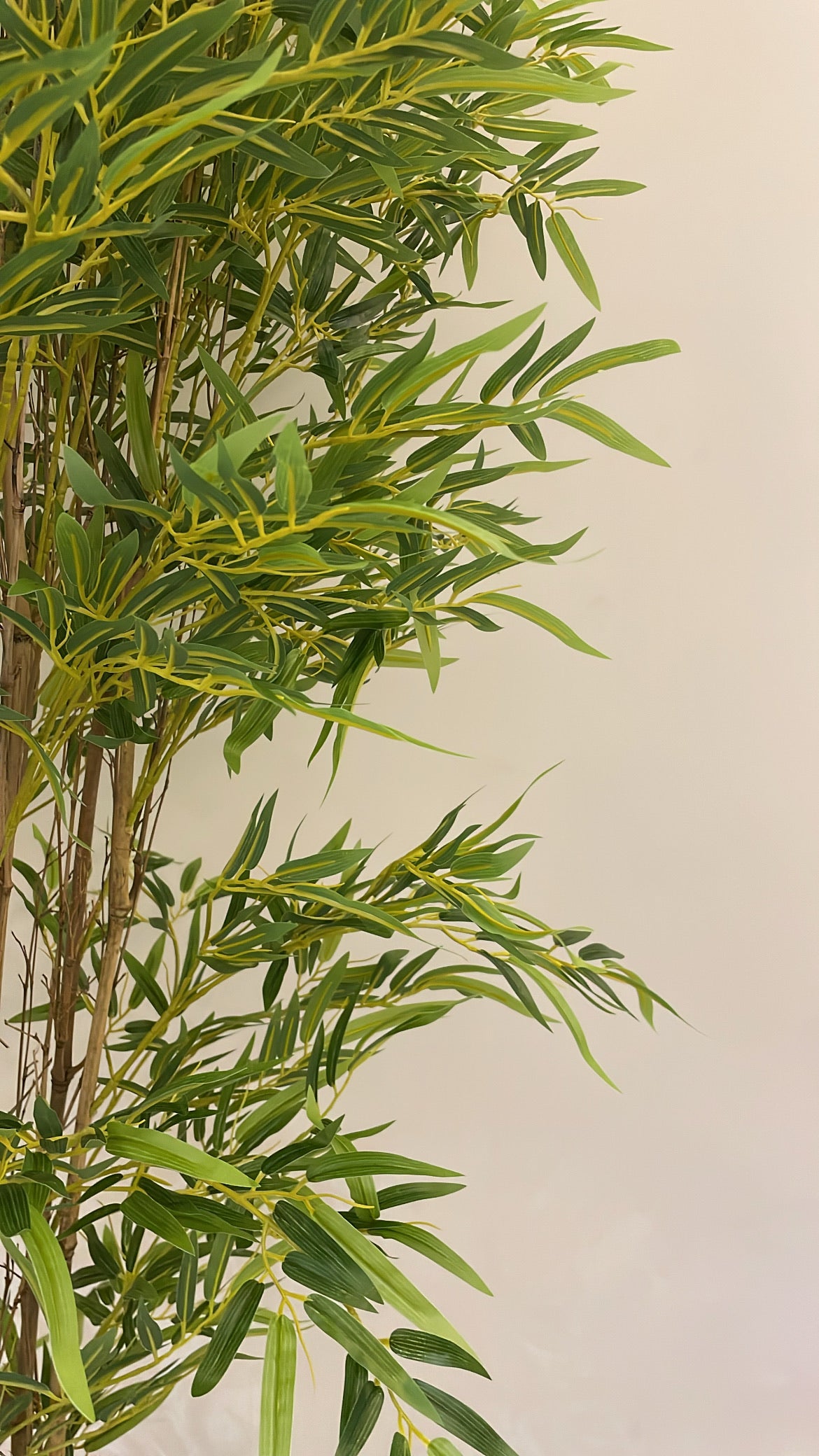 Lush Bamboo | 200 cm | Towering Elegance | Without pot