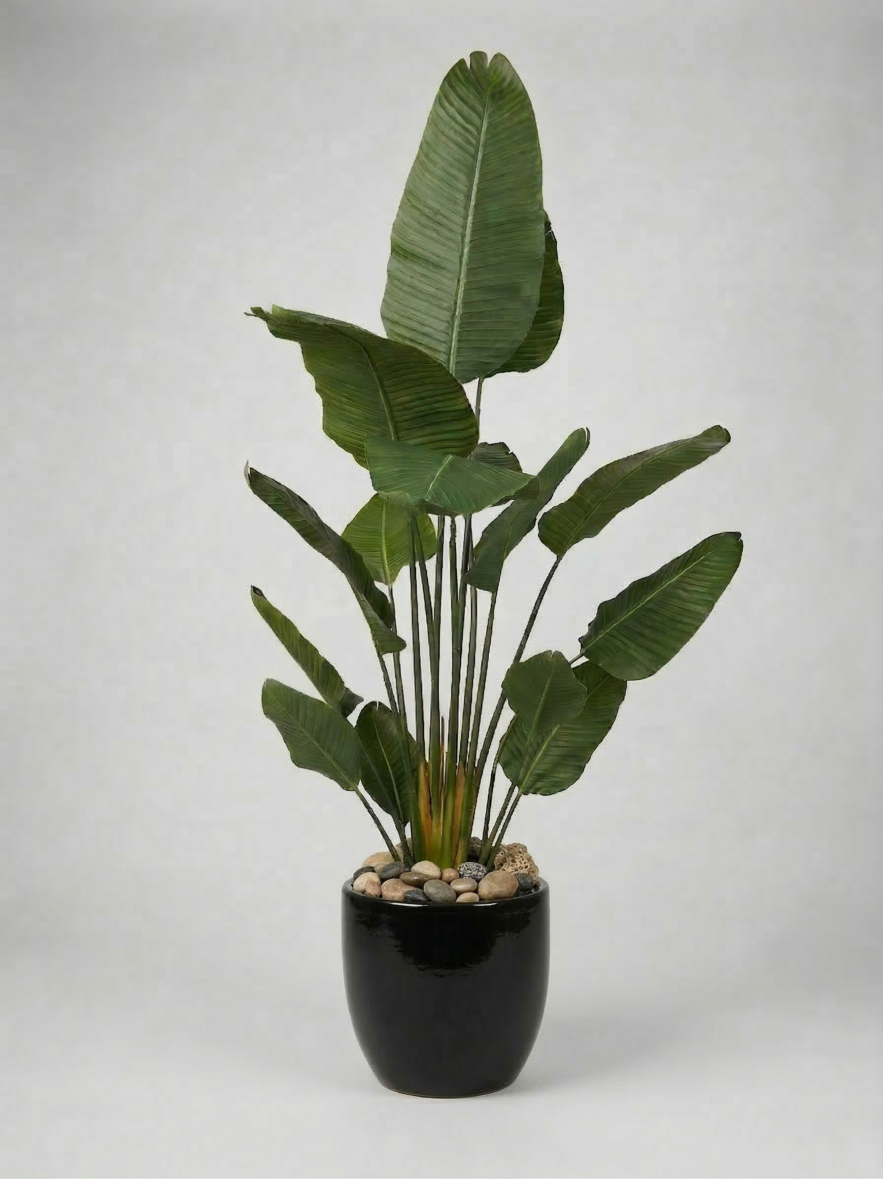 New Premium Banana Tree | Lush Greenery | Without pot