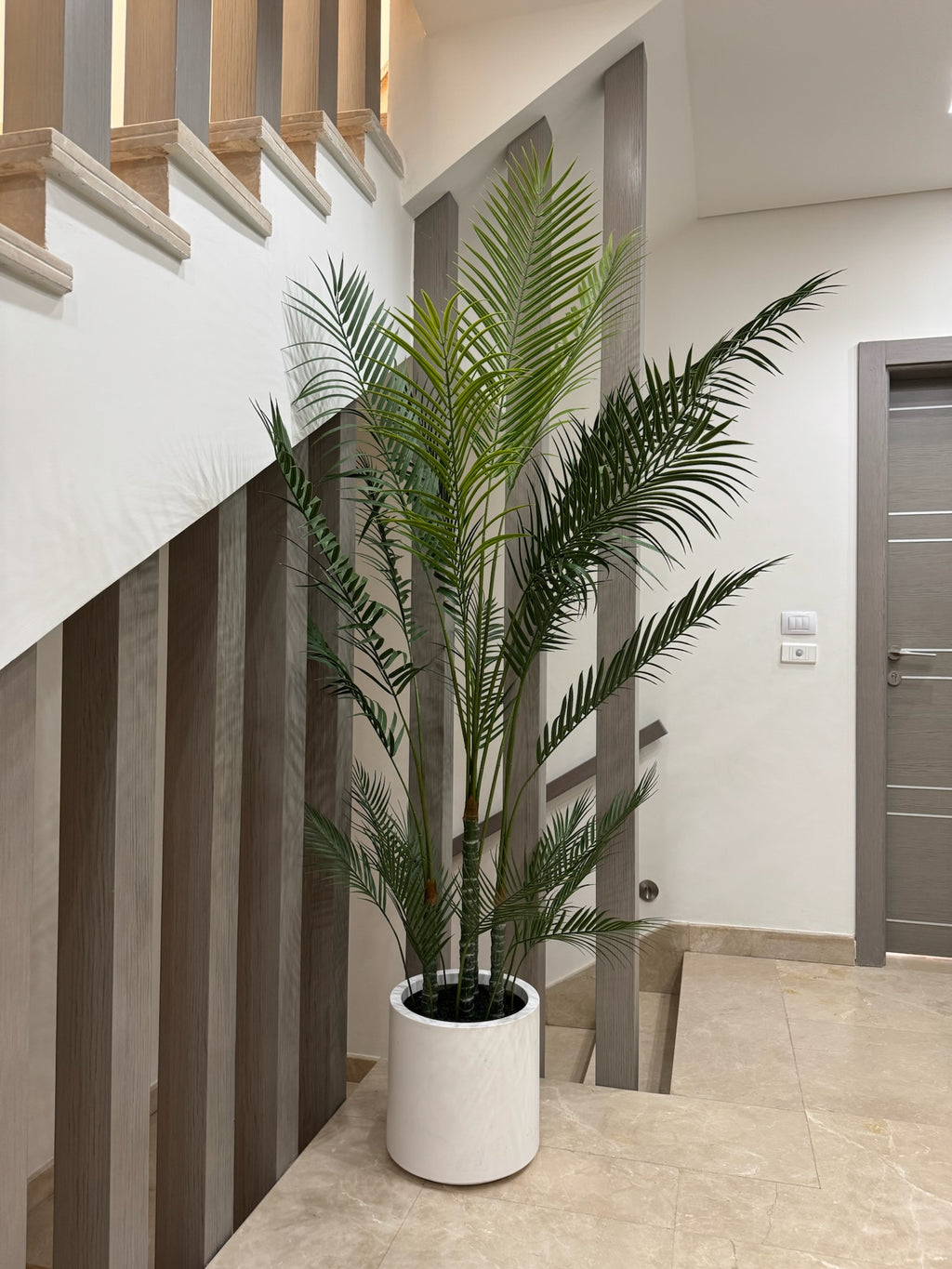 Charming Chamdoria | 200 cm | Includes Custom Pot