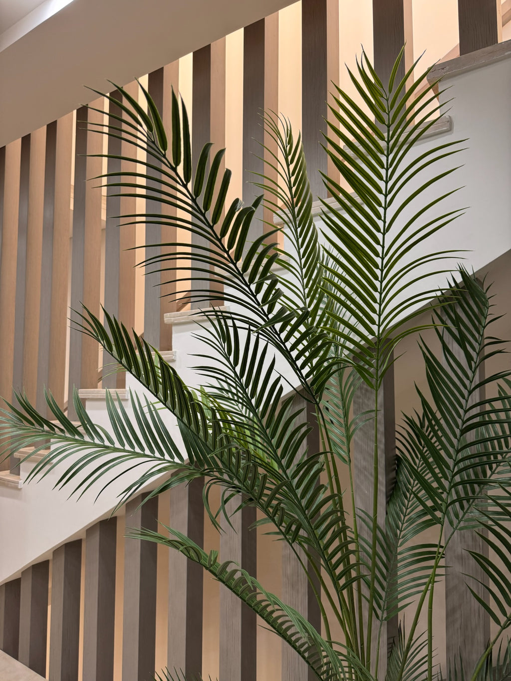 Charming Chamdoria | 200 cm | Includes Custom Pot